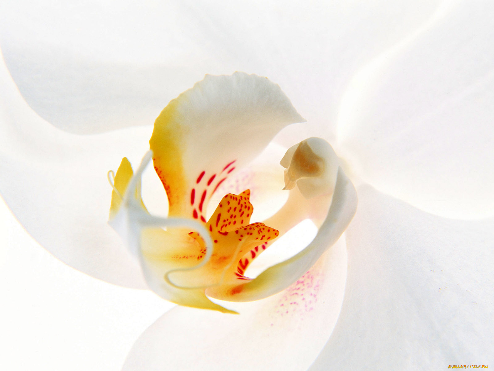 цветы, орхидеи