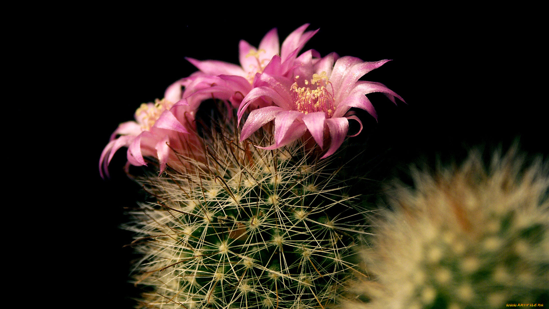 цветы, кактусы