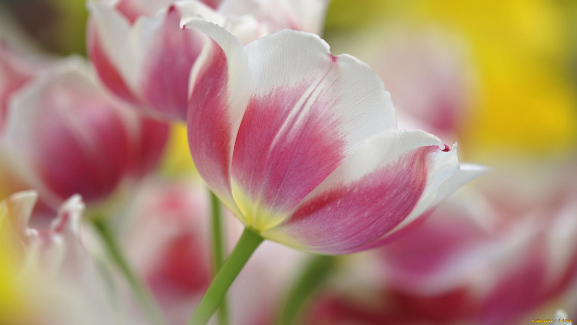 цветы, тюльпаны