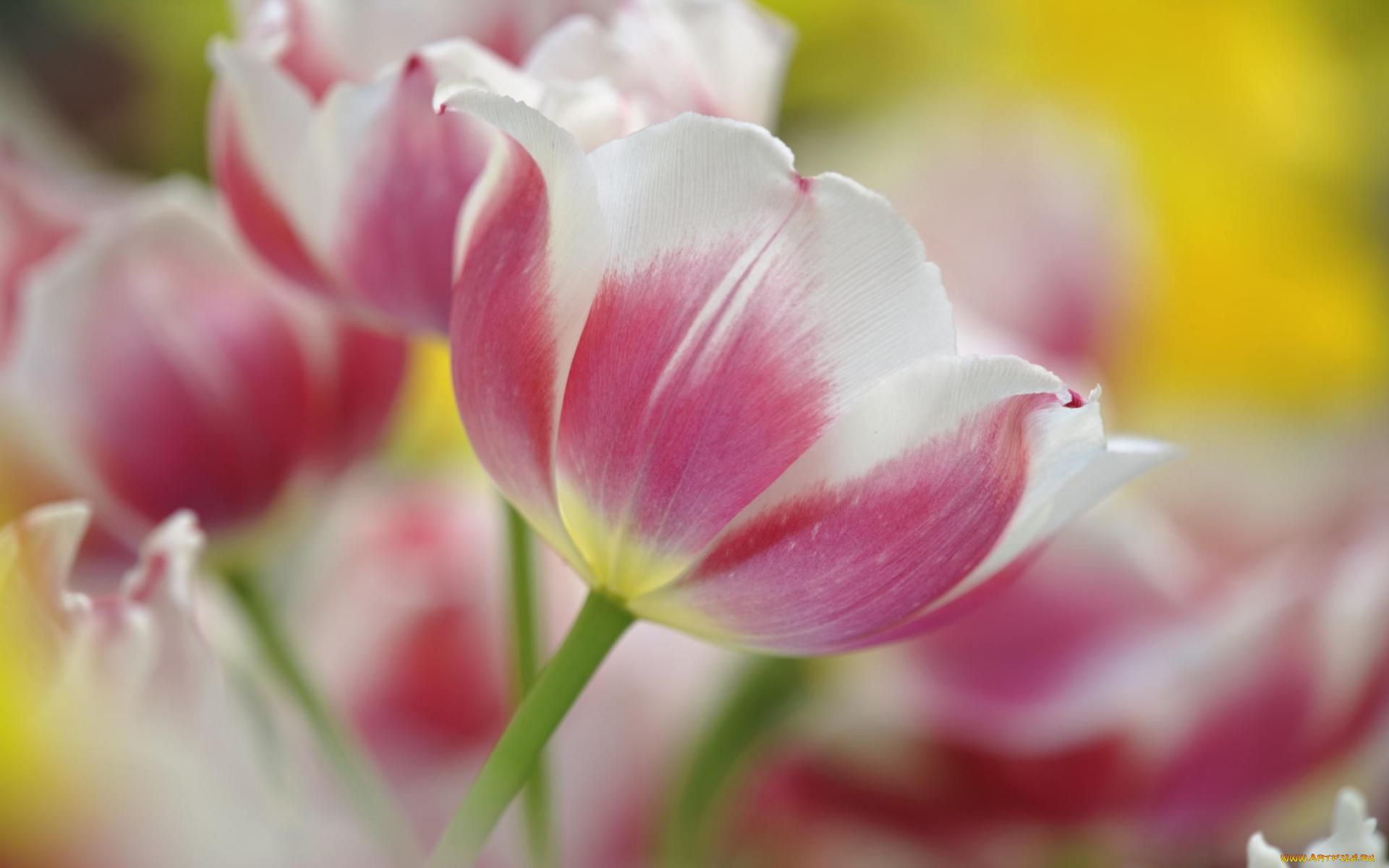 цветы, тюльпаны