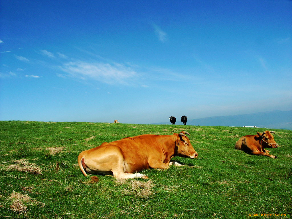 животные, коровы, буйволы