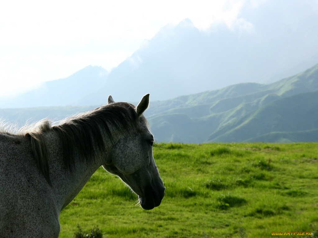 животные, лошади