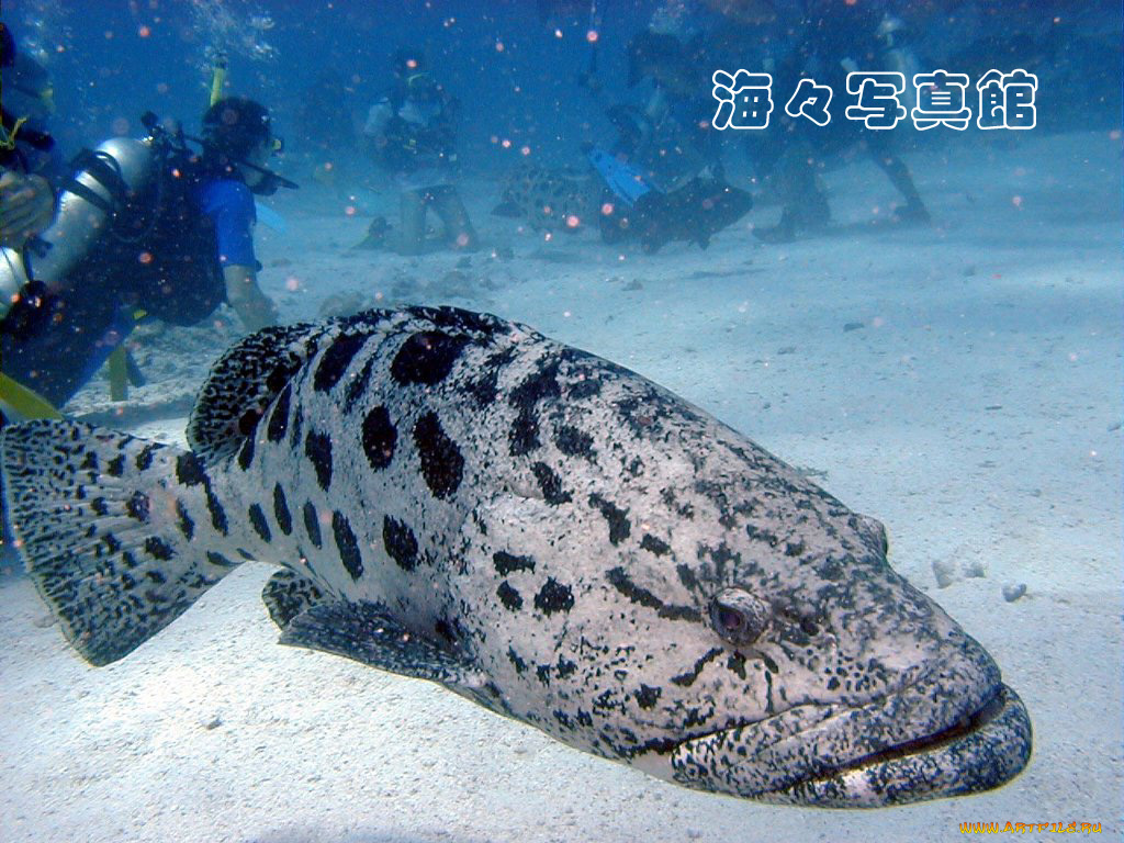 животные, рыбы