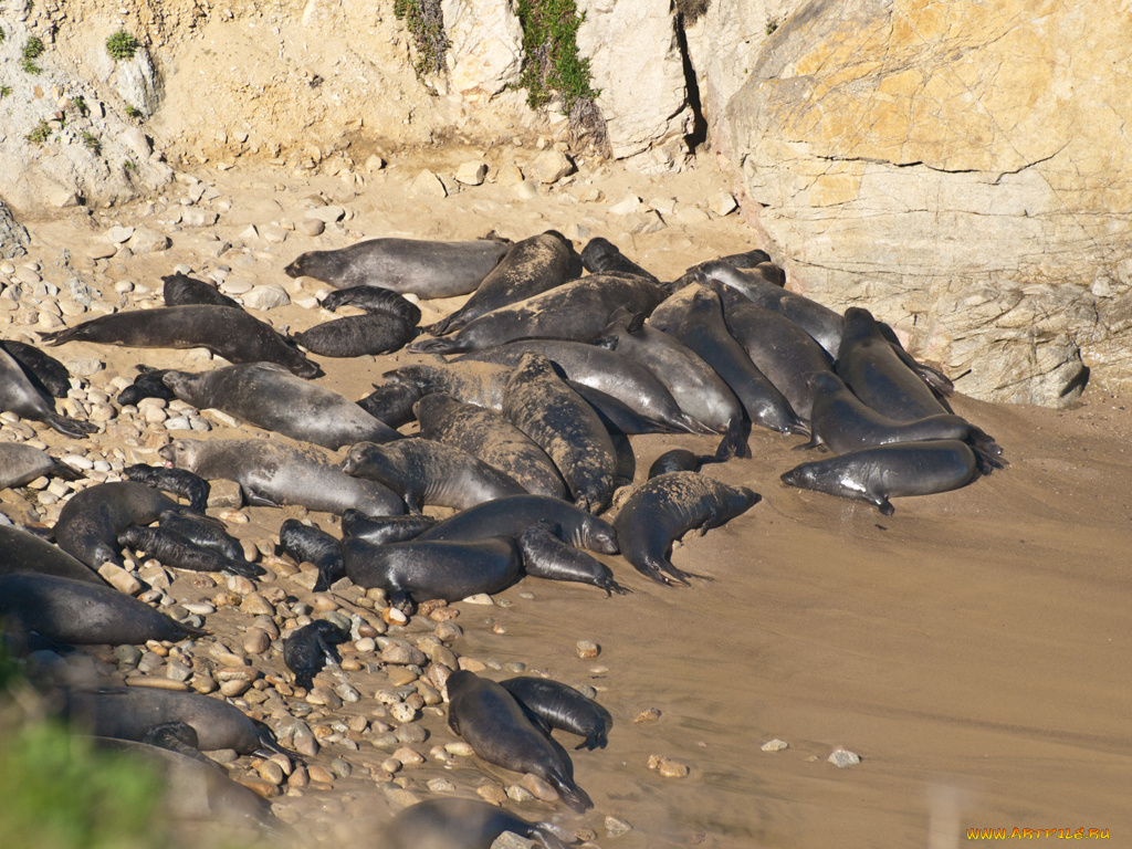 животные, тюлени, морские, львы, котики