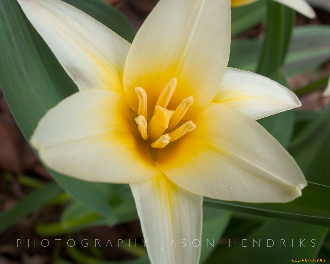 цветы, лилии, лилейники