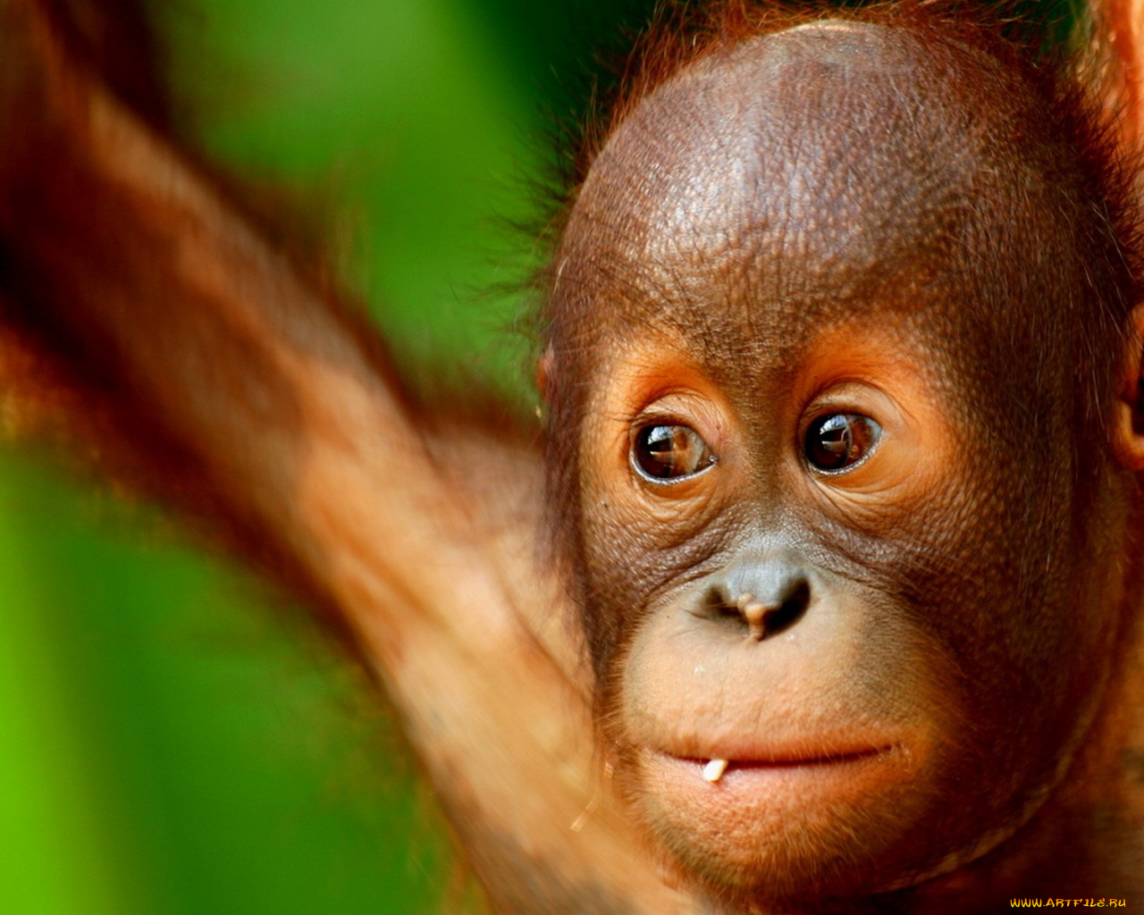 животные, обезьяны