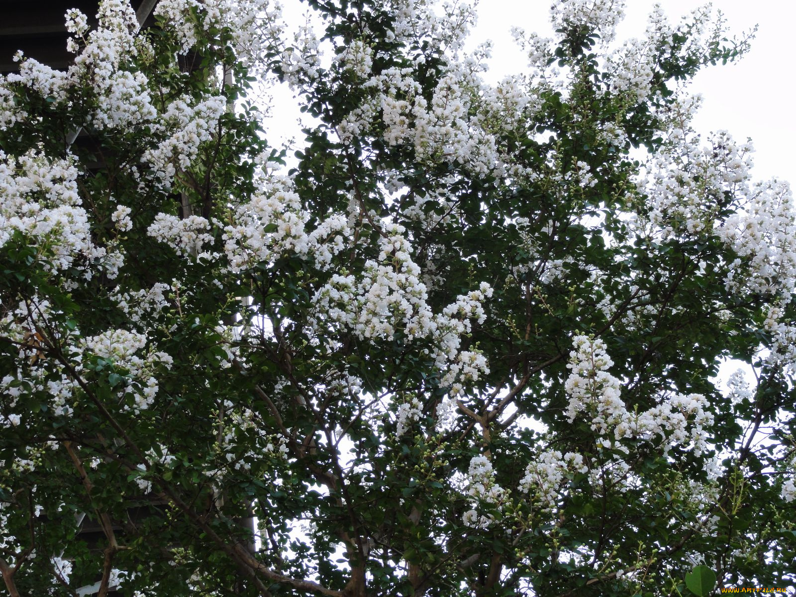 цветы, лагерстрёмия