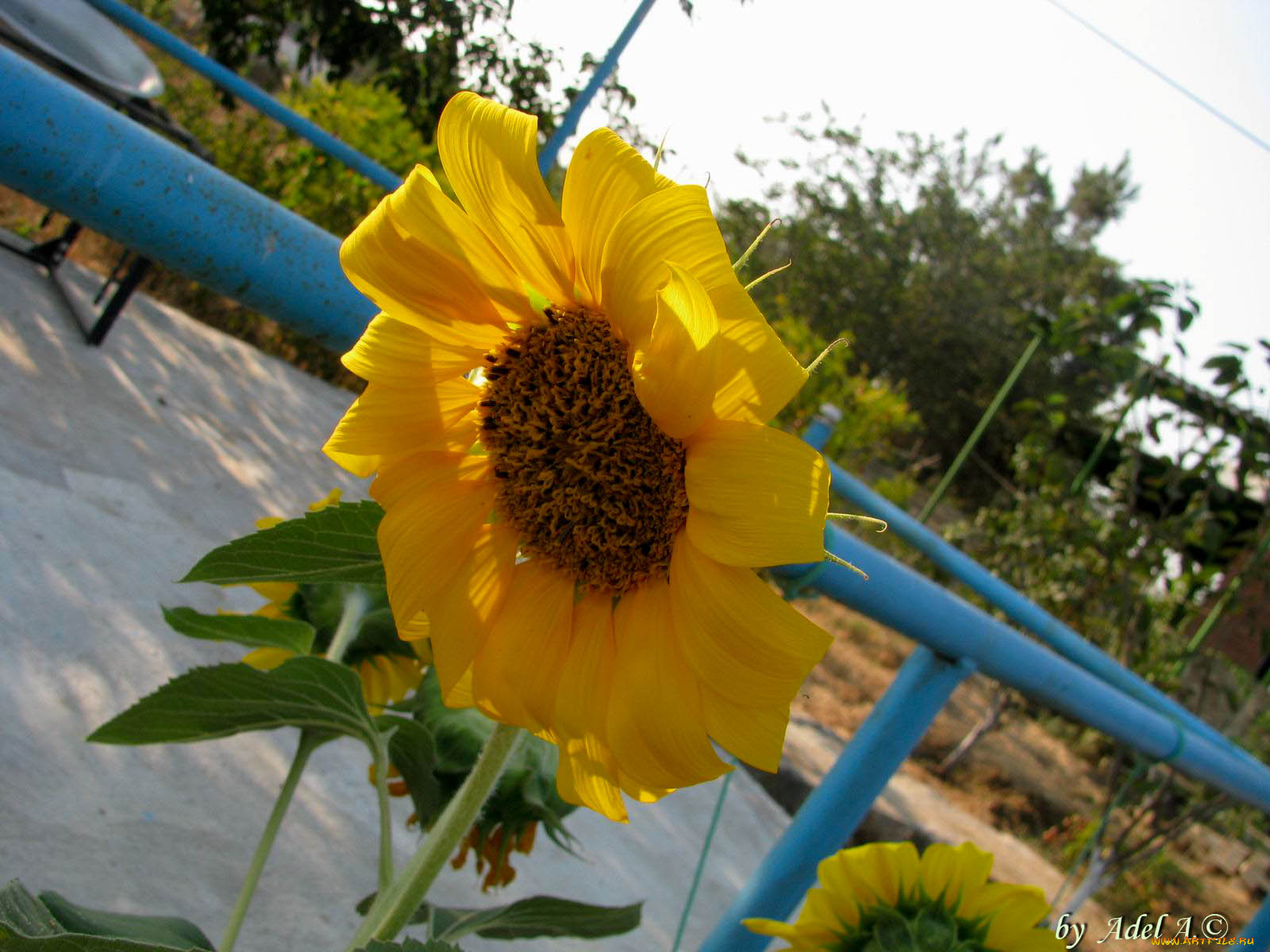 цветы, подсолнухи