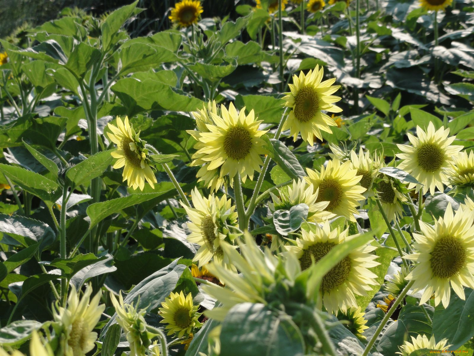 цветы, подсолнухи