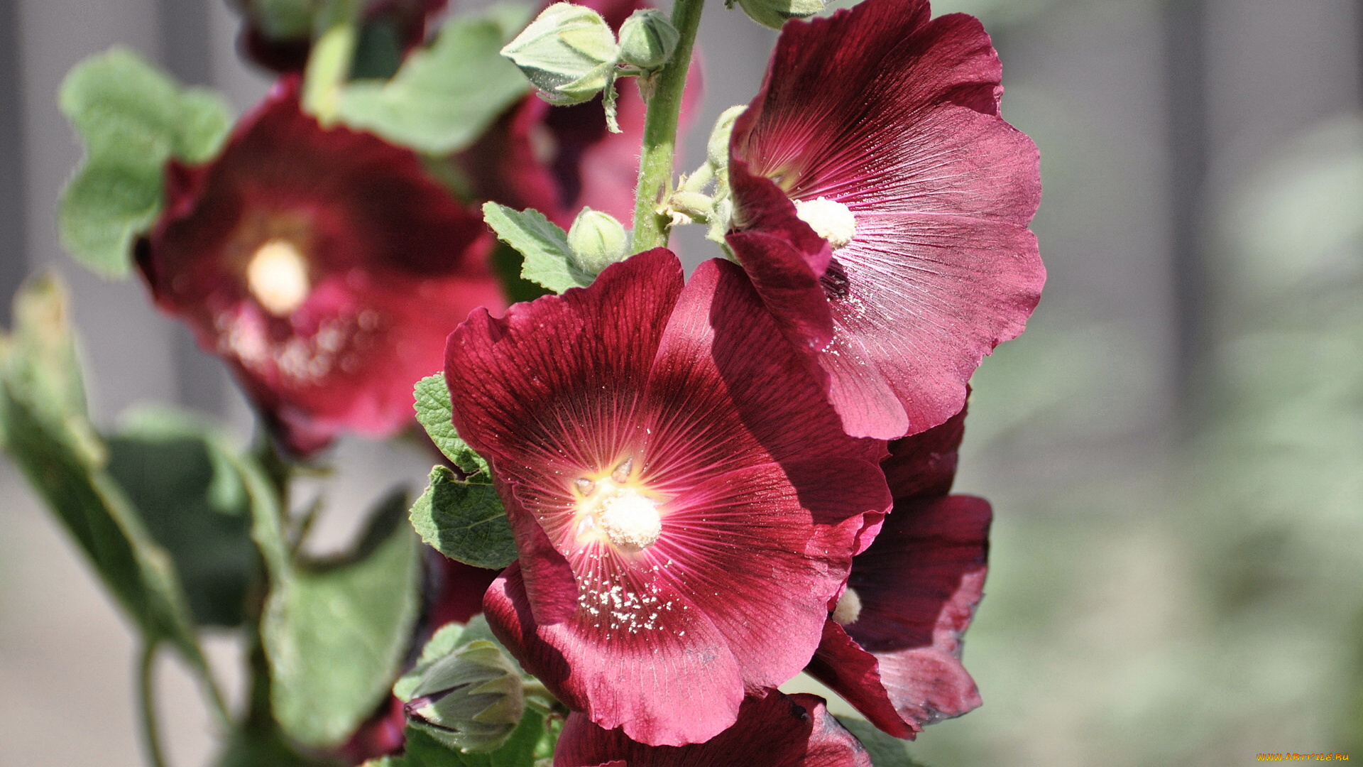 цветы, мальвы