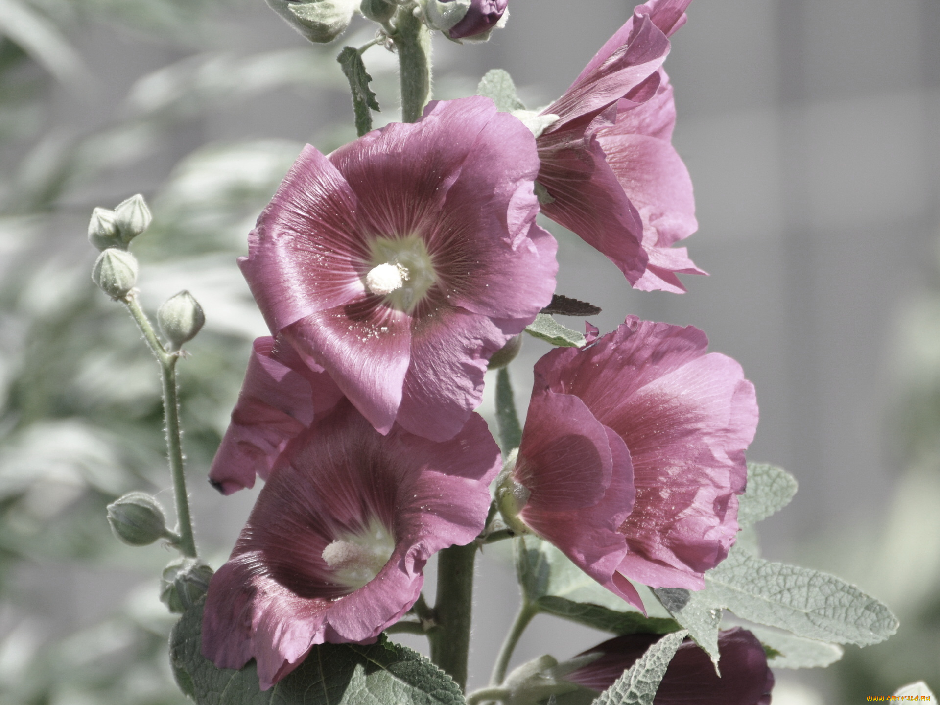 цветы, мальвы