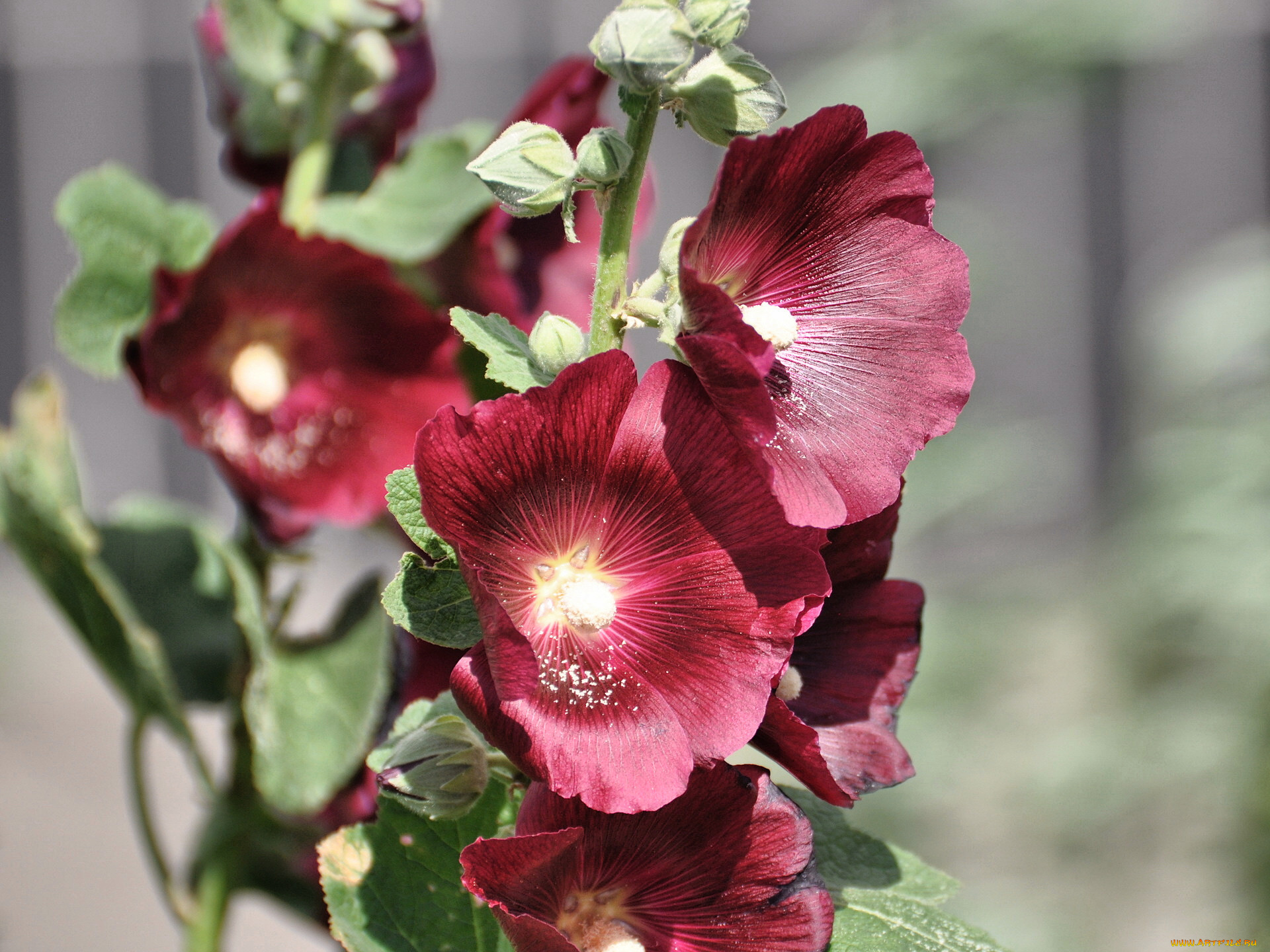 цветы, мальвы