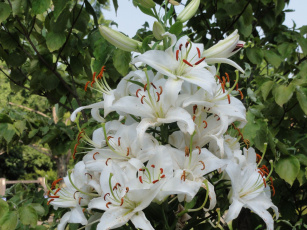 обоя цветы, лилии, лилейники