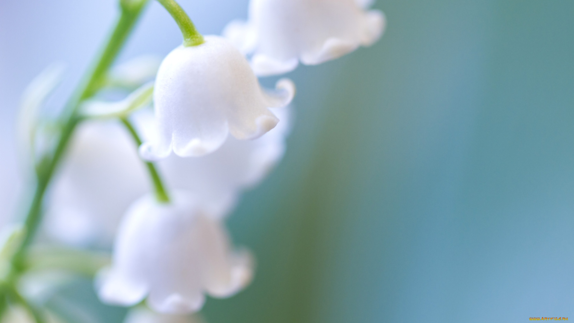 цветы, ландыши, нежный, белый