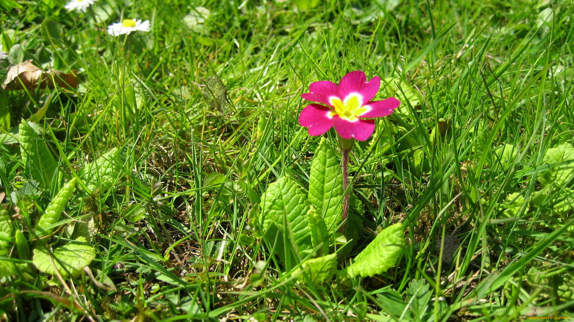 цветы, примулы, розовый