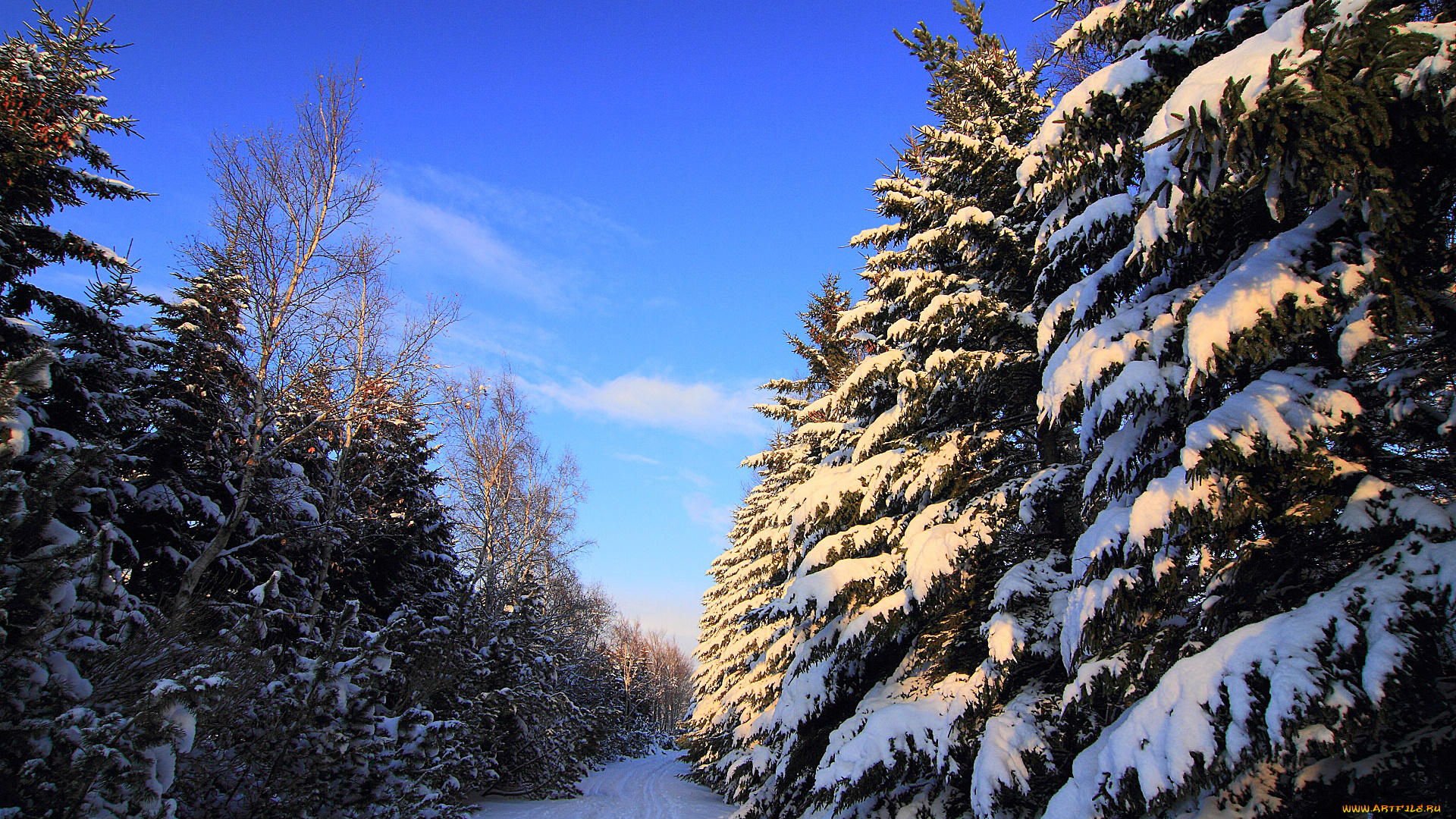 природа, зима, снег, ели