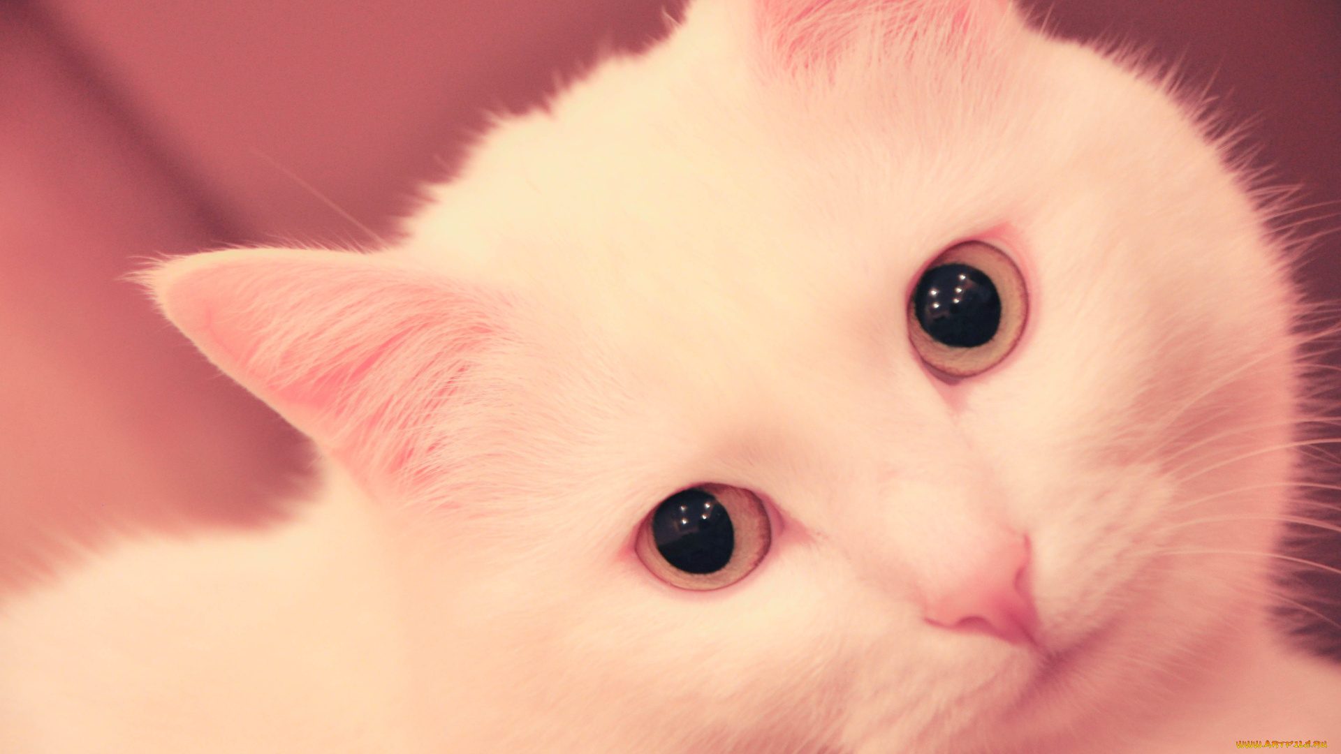 животные, коты, кот, кошка