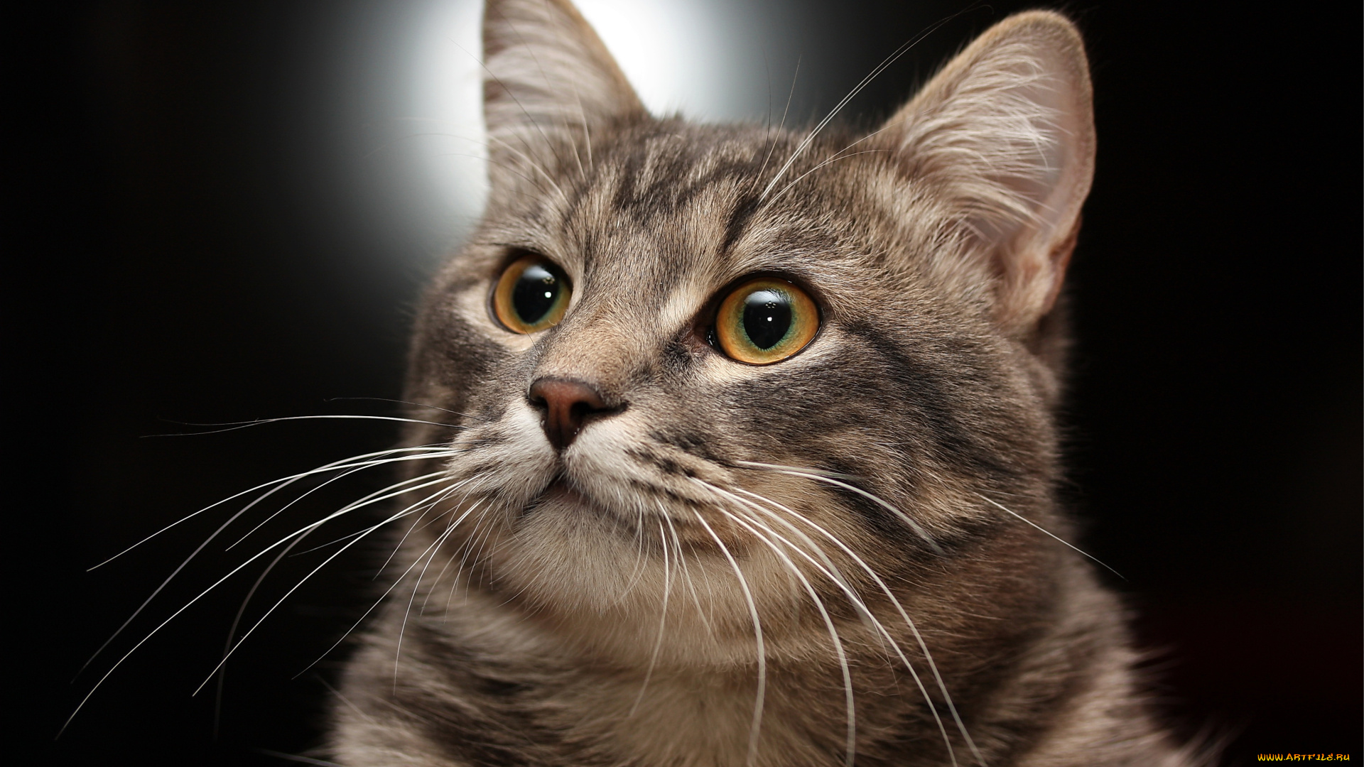 животные, коты, кот, кошка