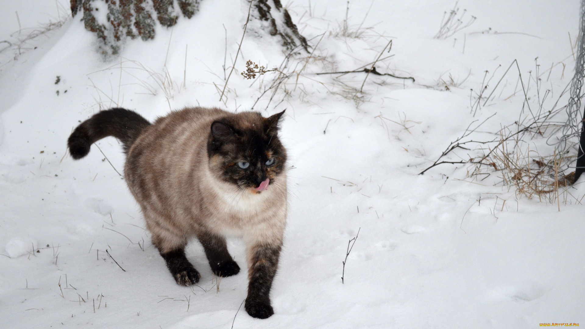 животные, коты, кот, кошка, снег