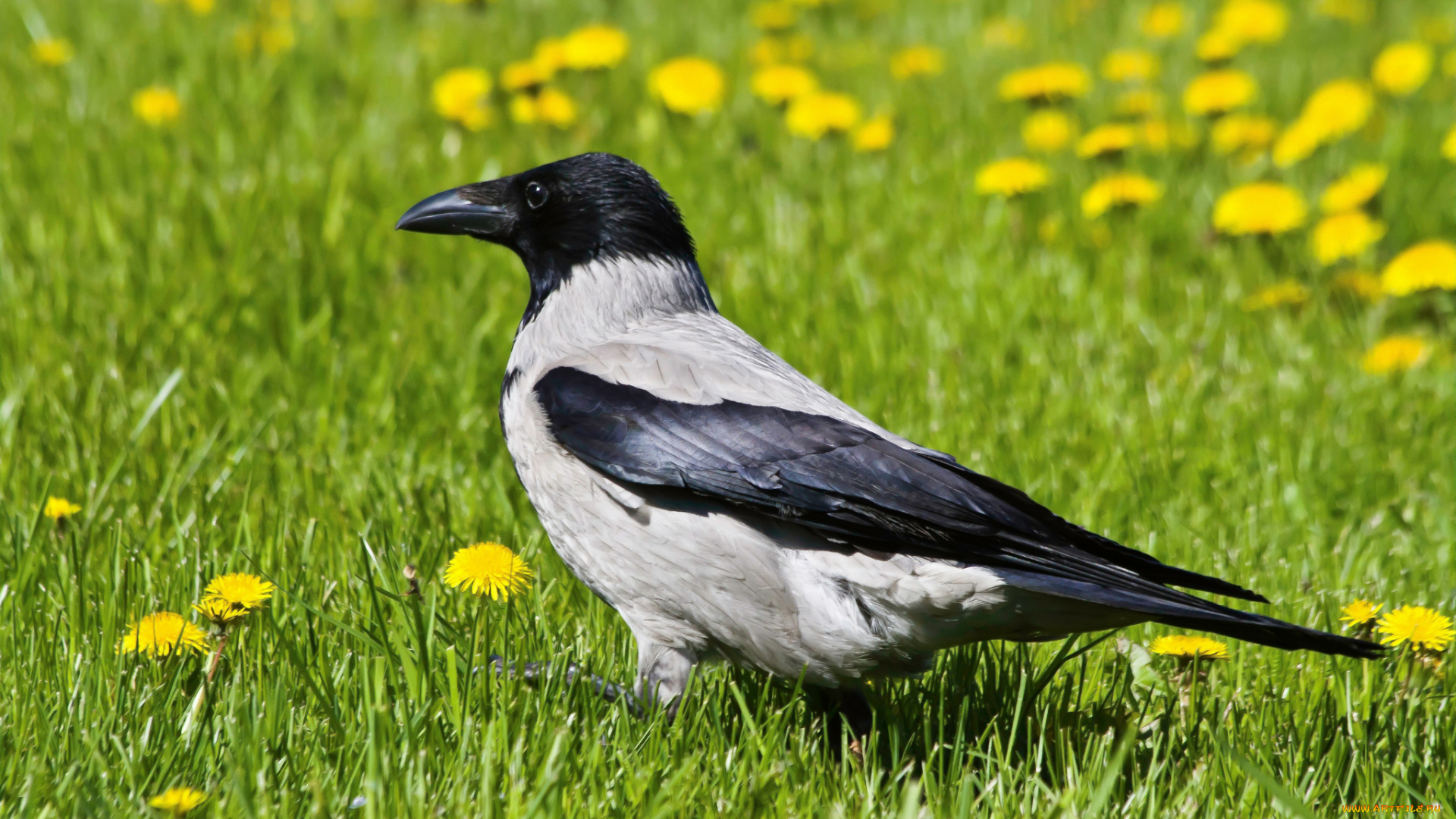 животные, вороны, грачи, галки, ворона, одуванчики