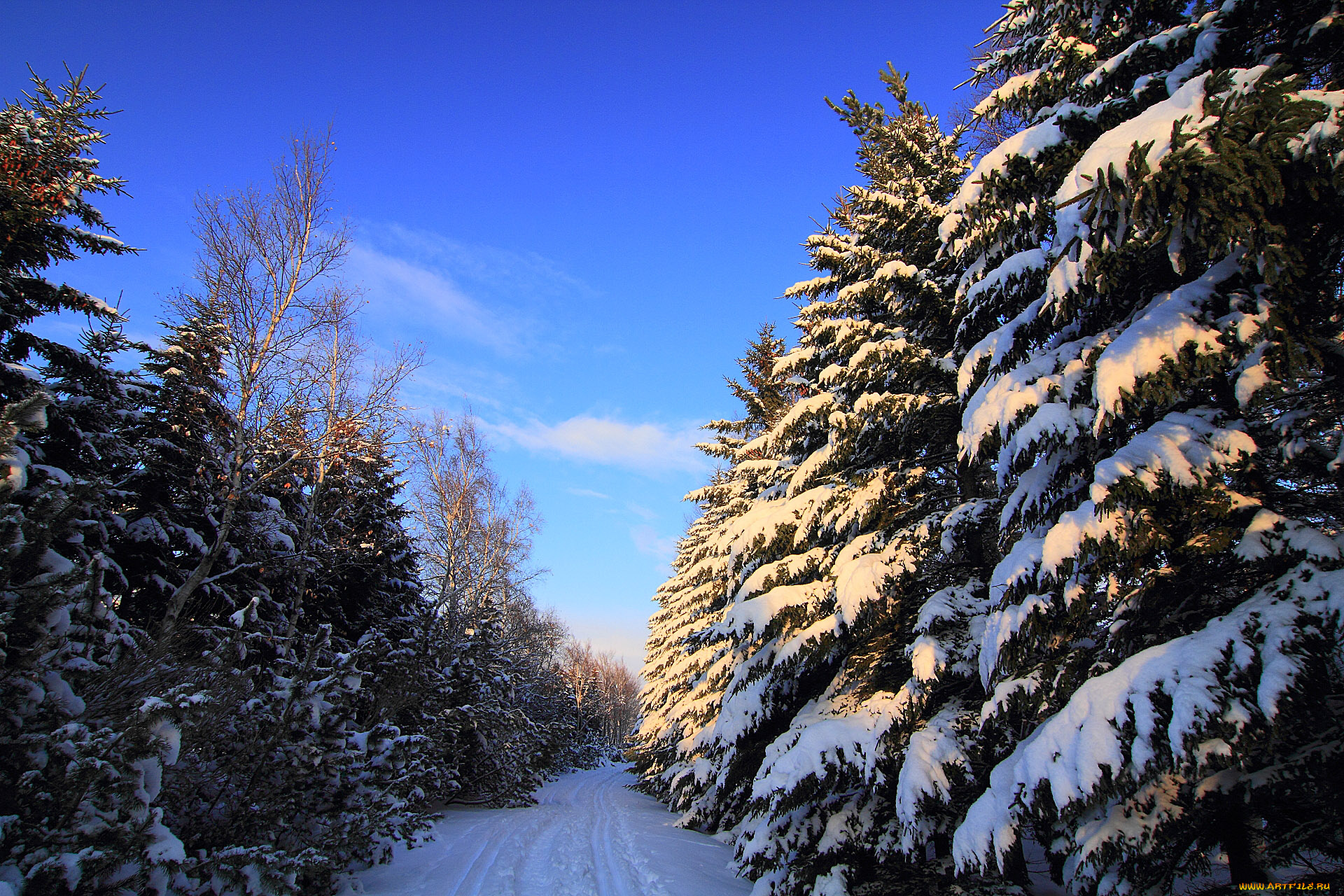 природа, зима, снег, ели