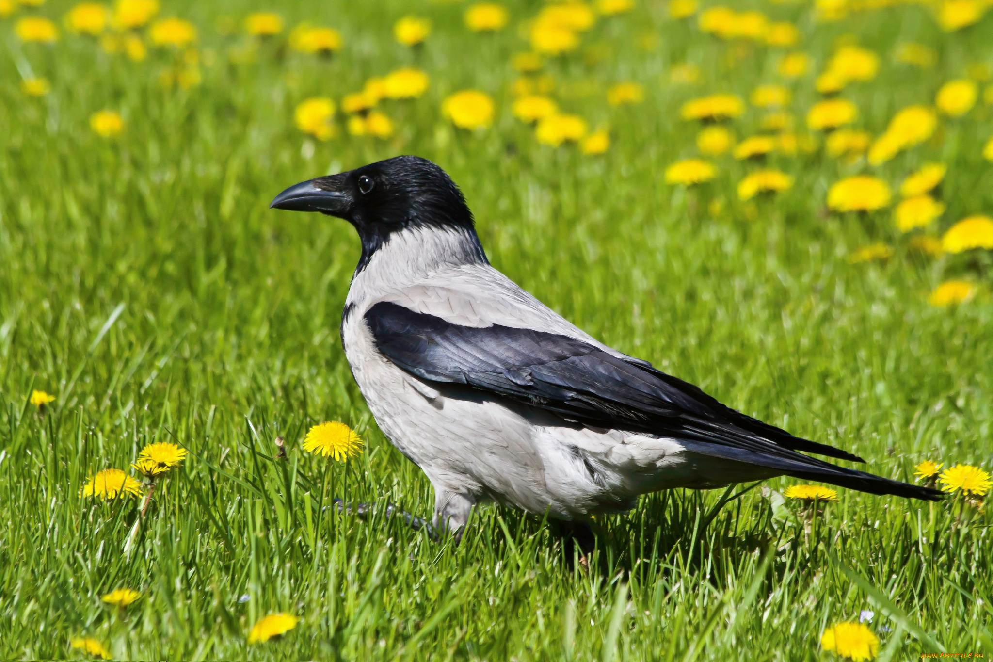 животные, вороны, грачи, галки, ворона, одуванчики