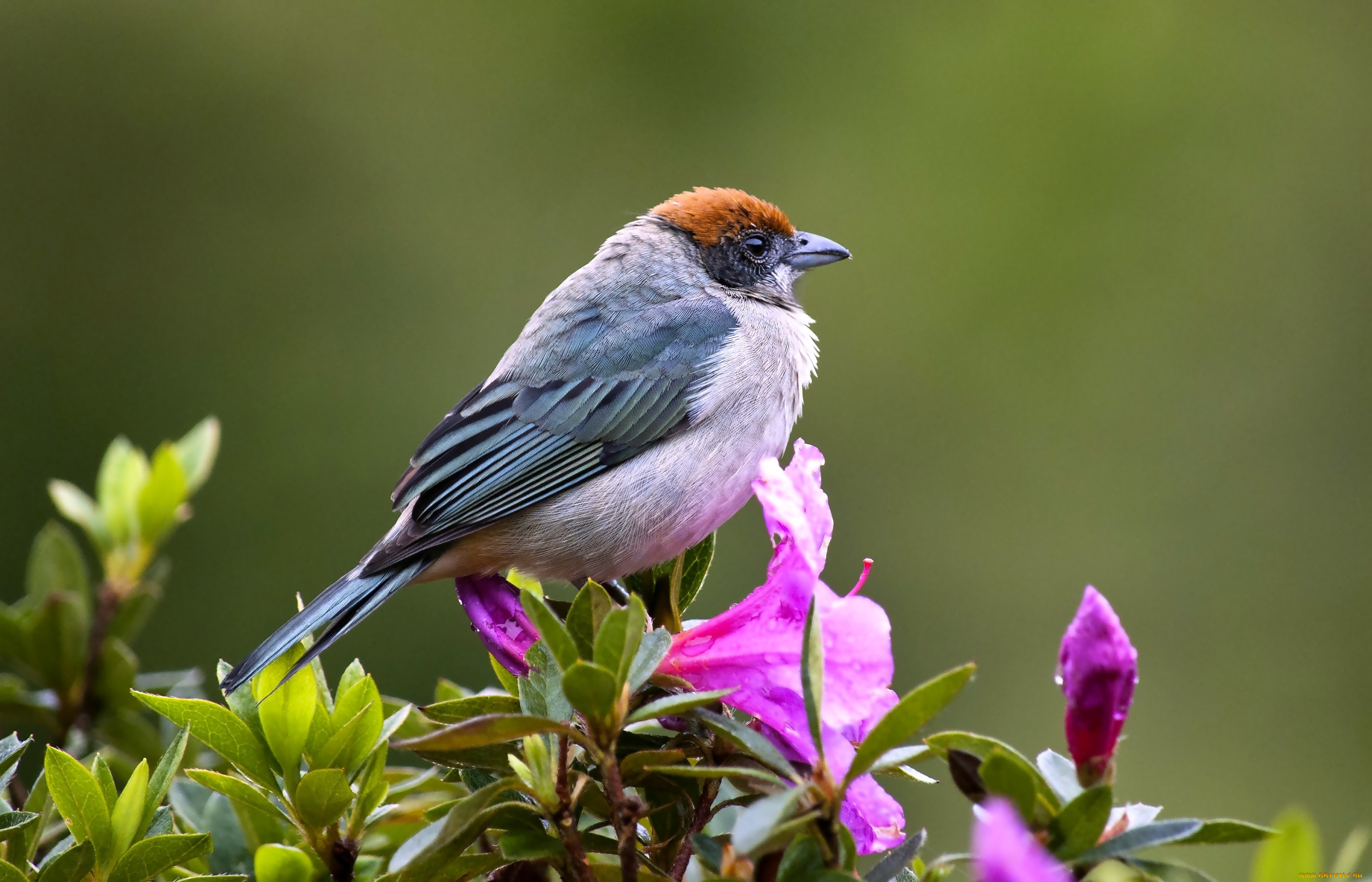 животные, птицы, перья, цветы