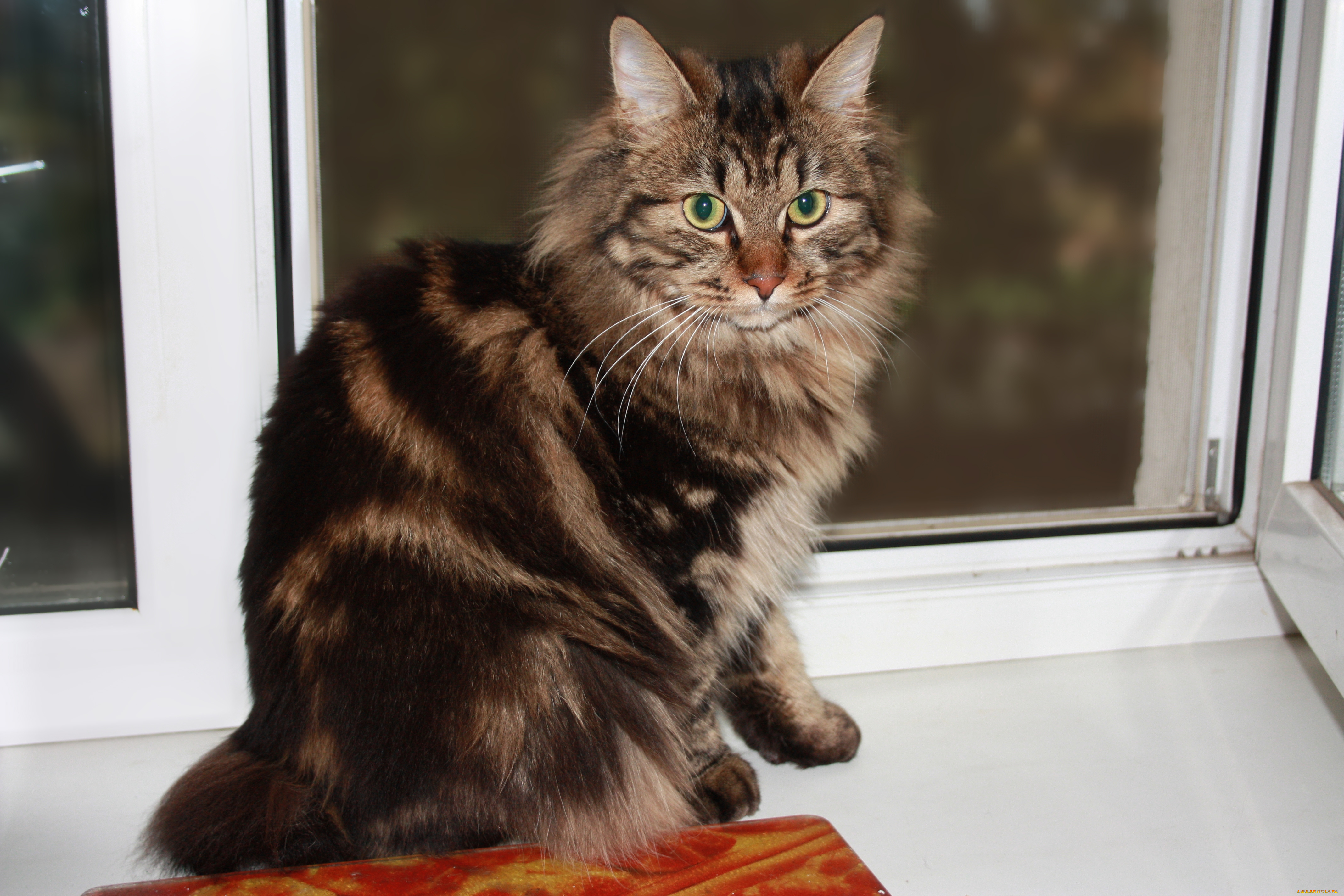 животные, коты, кот, кошка, окно