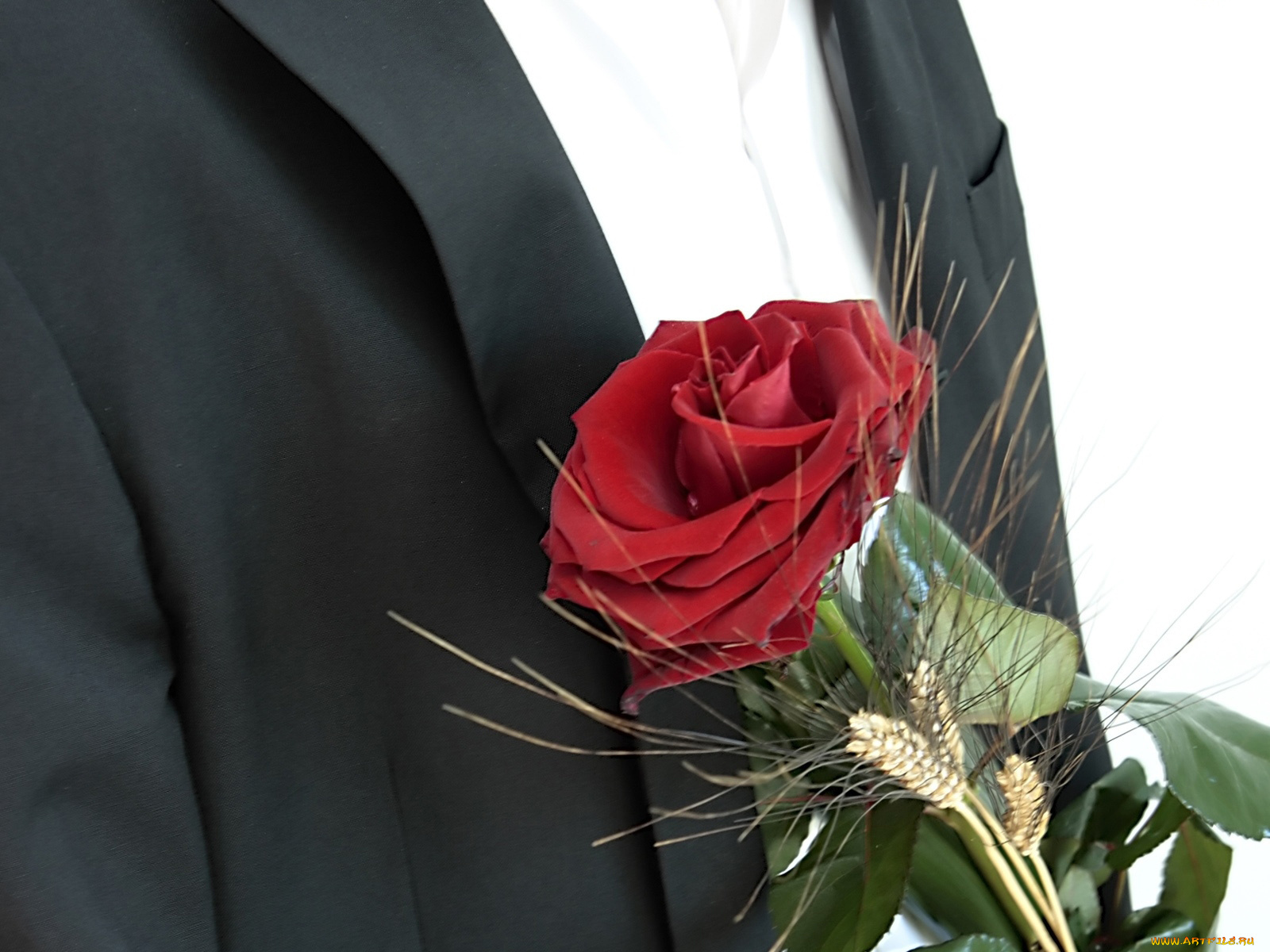 цветы, розы, красный
