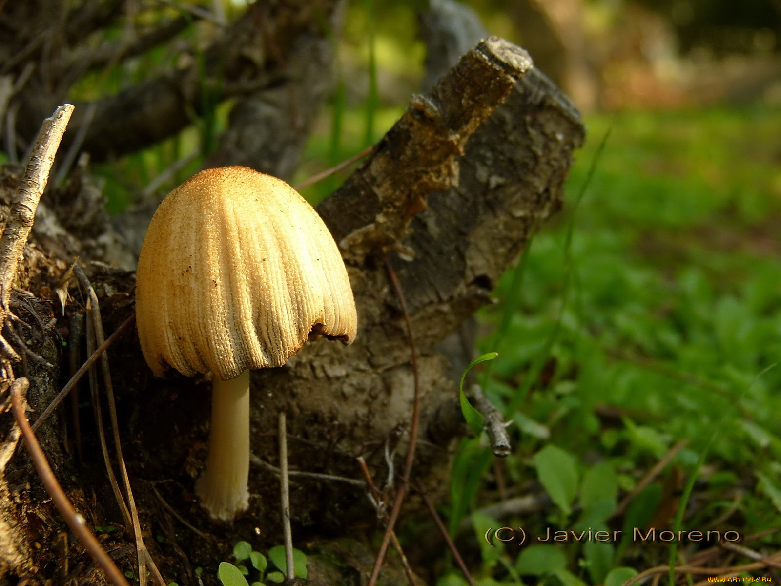 природа, грибы, поганка