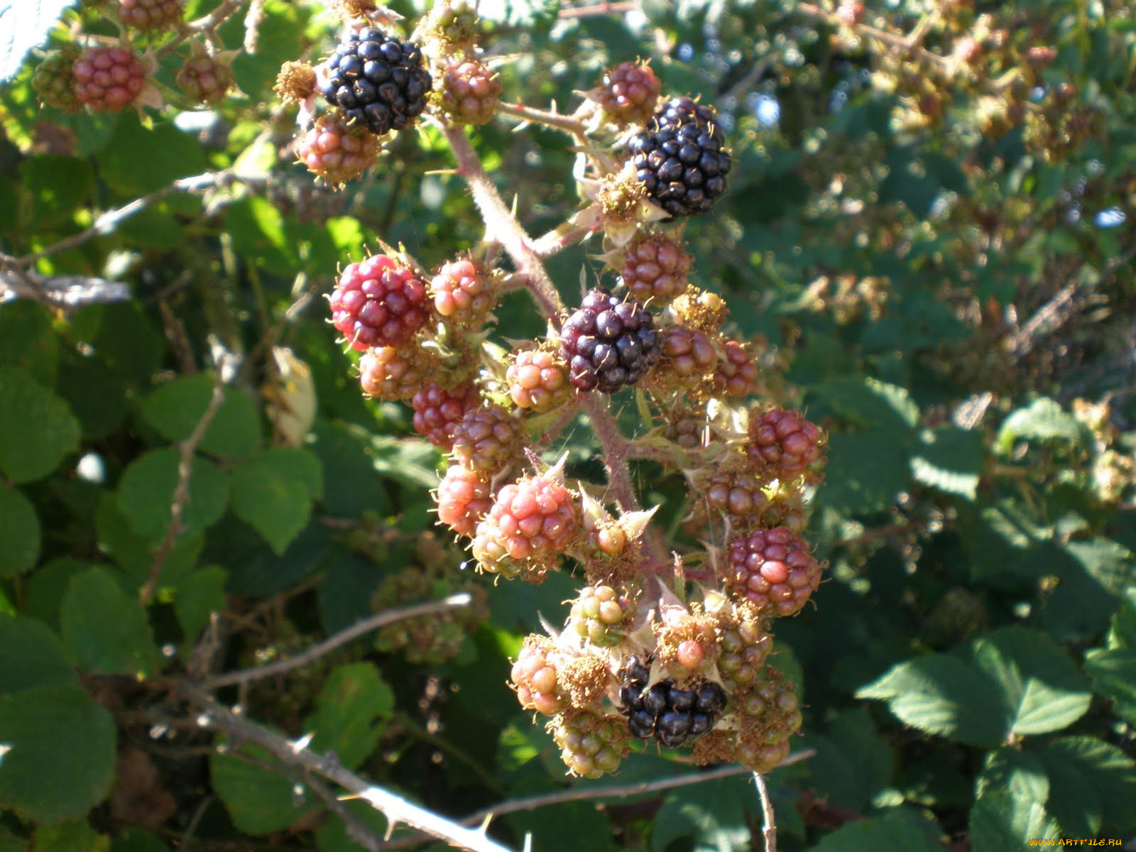 природа, Ягоды, ежевика