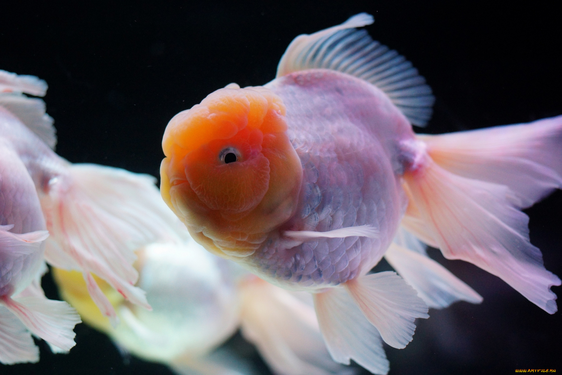 животные, рыбы, плавники