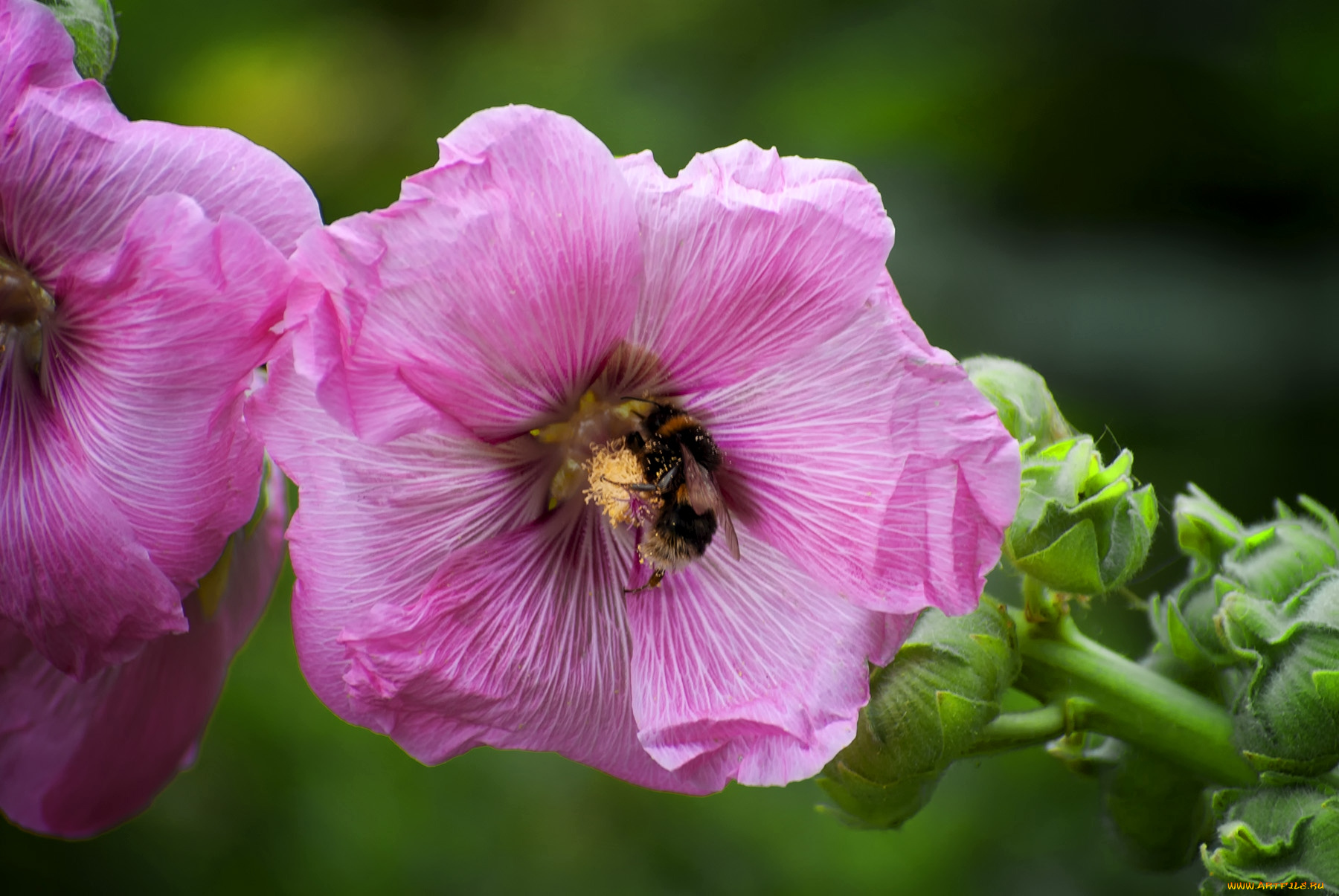 цветы, мальвы, шмель, розовый