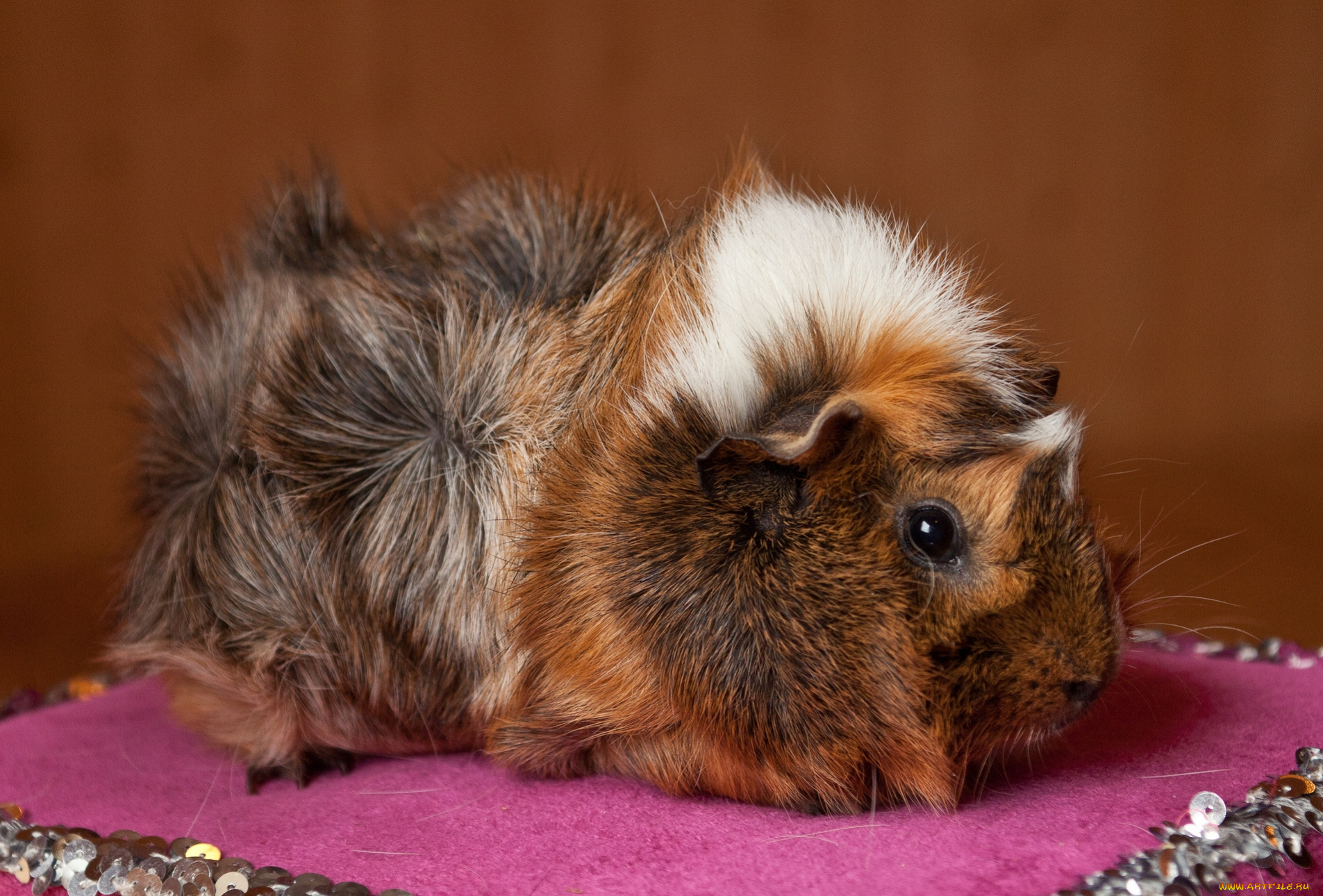 животные, морские, свинки, хомяки, морская, свинка