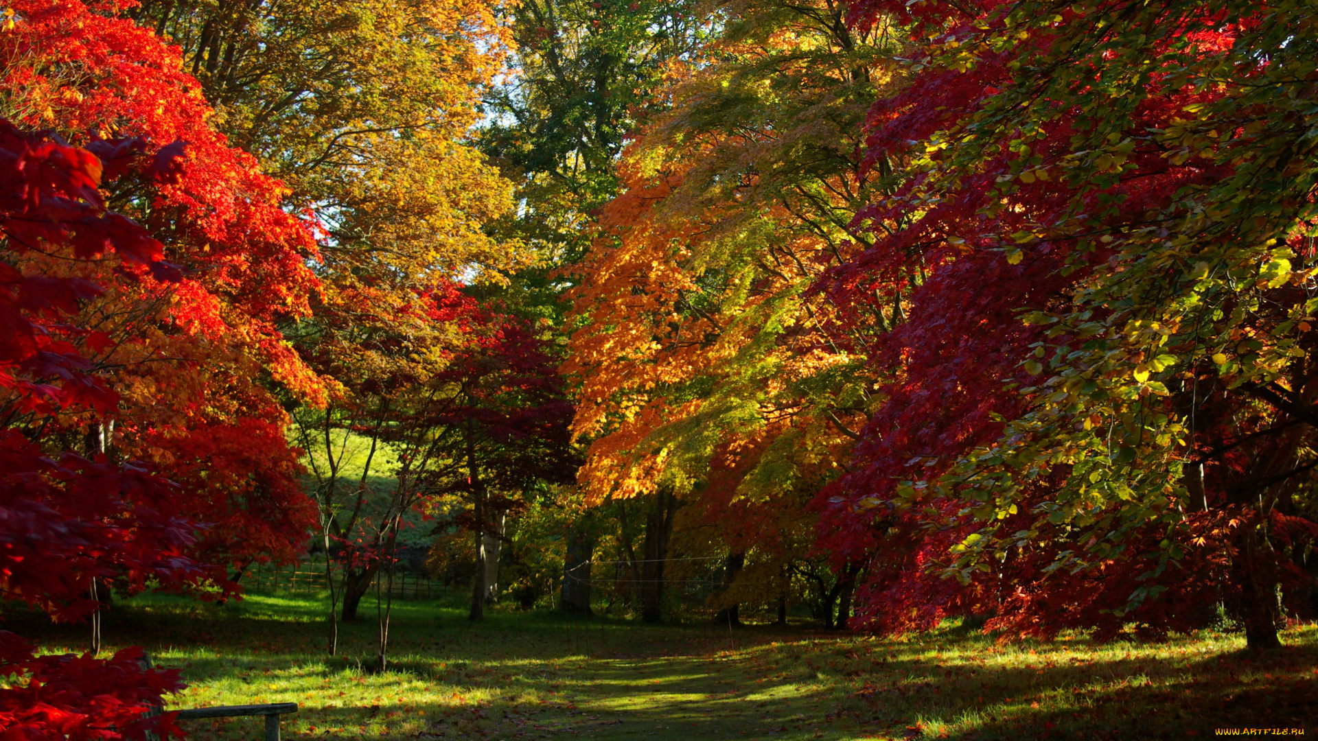 bodnant, gardens, conwy, уэльс, природа, парк, осень, деревья