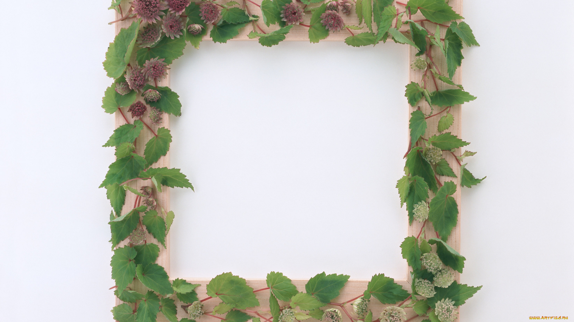 цветы, цветки, листья