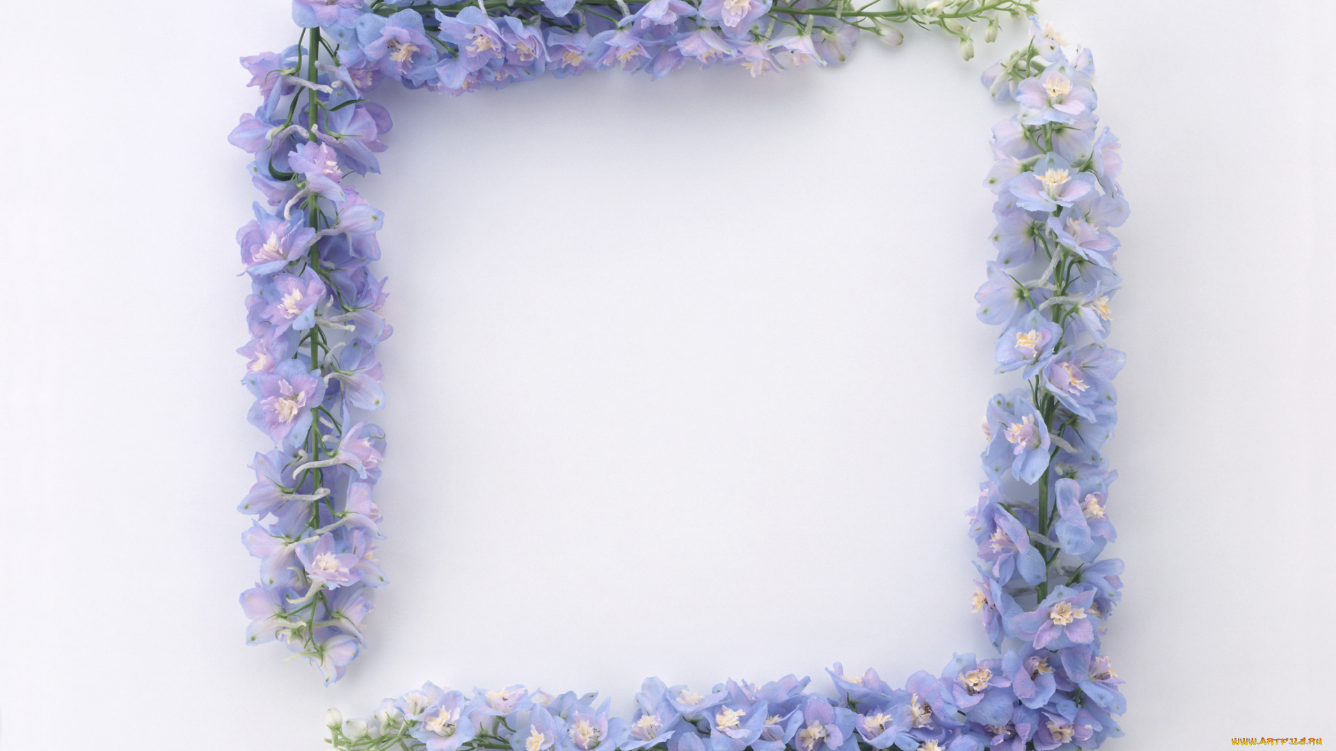 цветы, дельфиниум, листья, цветки