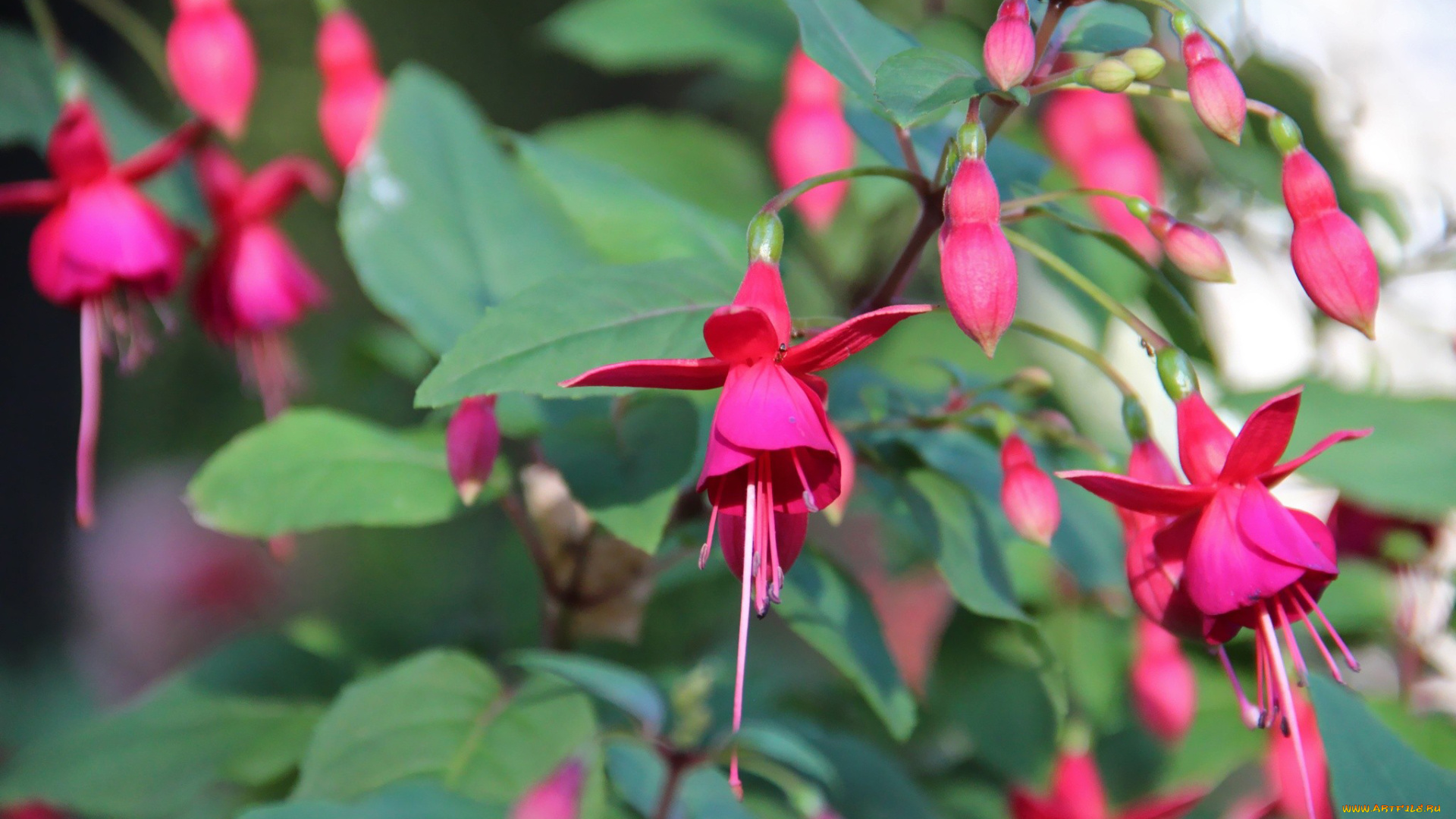 цветы, фуксия, розовый