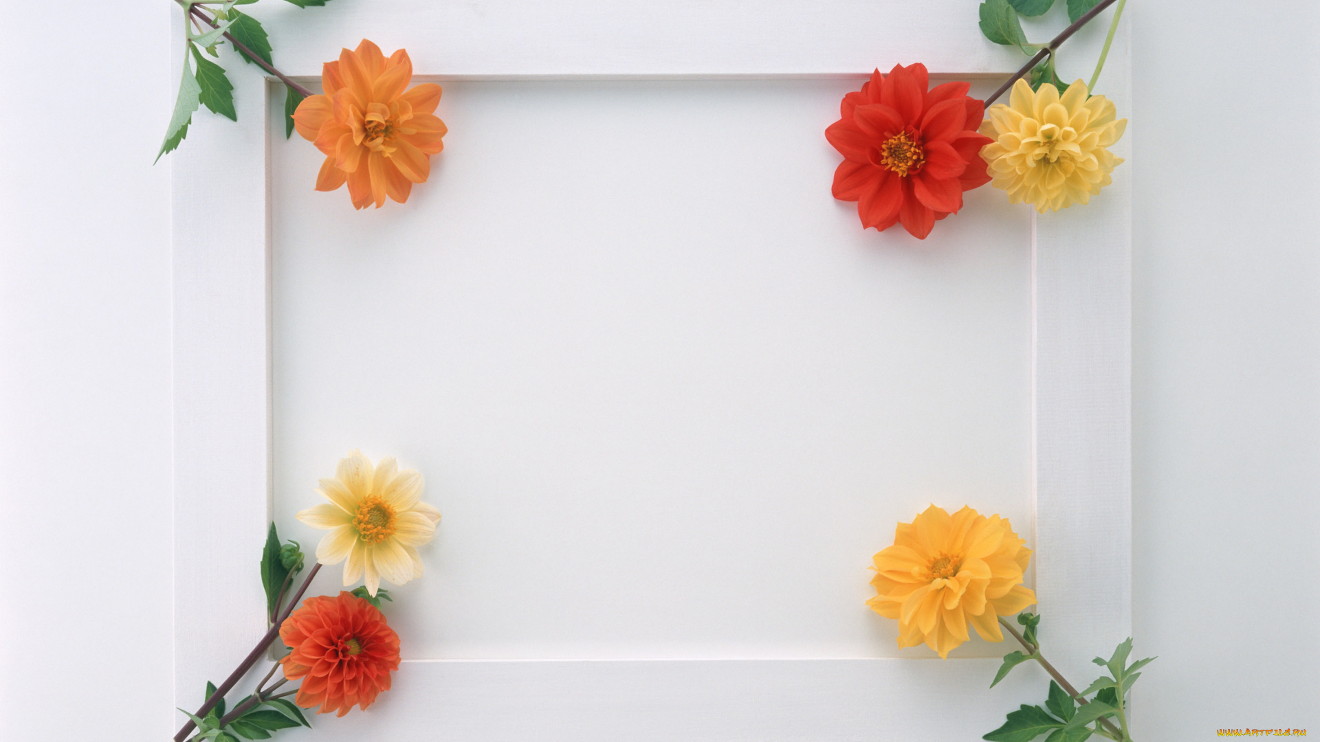 цветы, георгины, цветки, листья