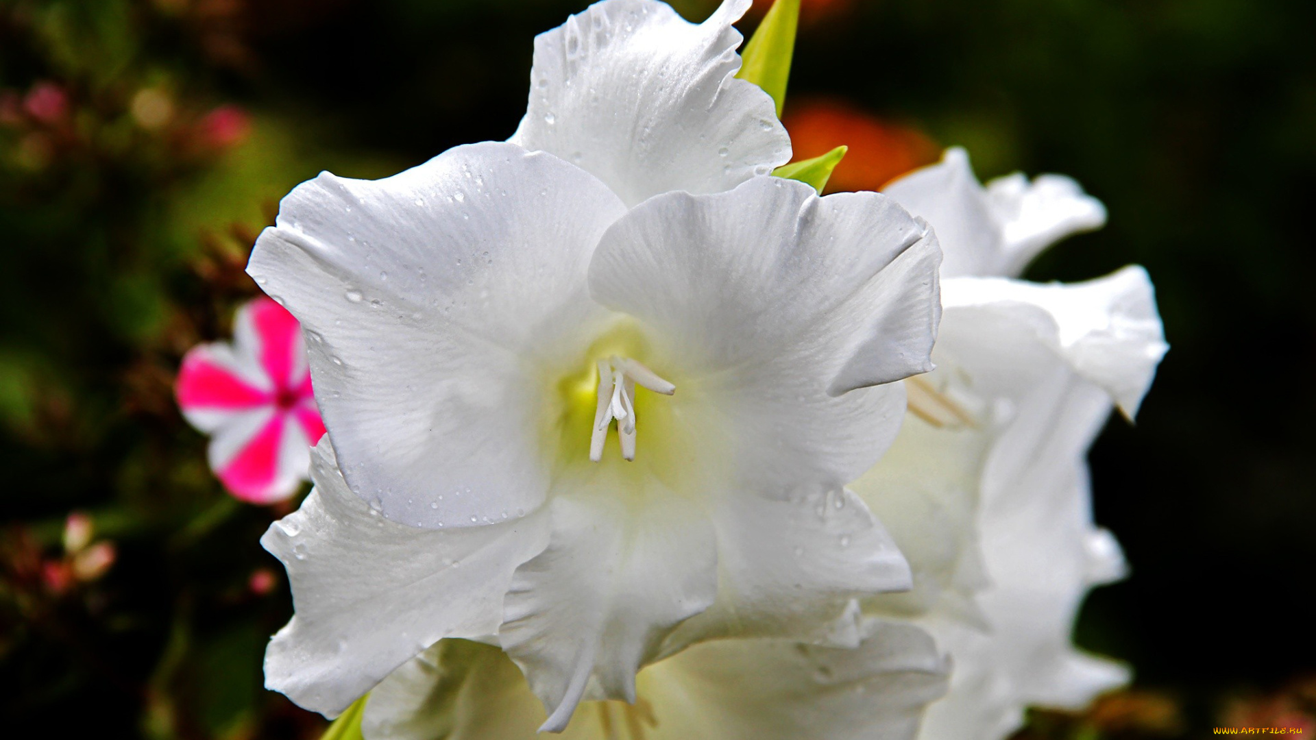 цветы, гладиолусы, белый