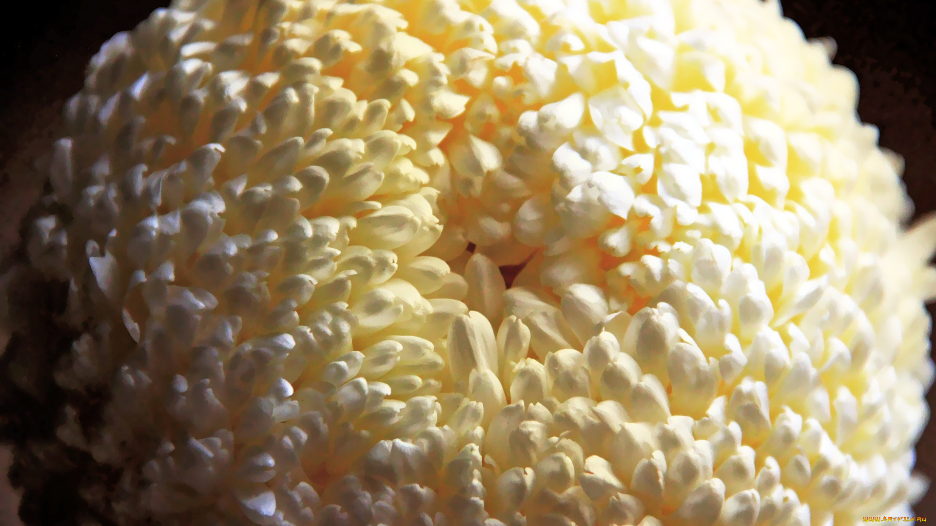 цветы, хризантемы, макро, белый