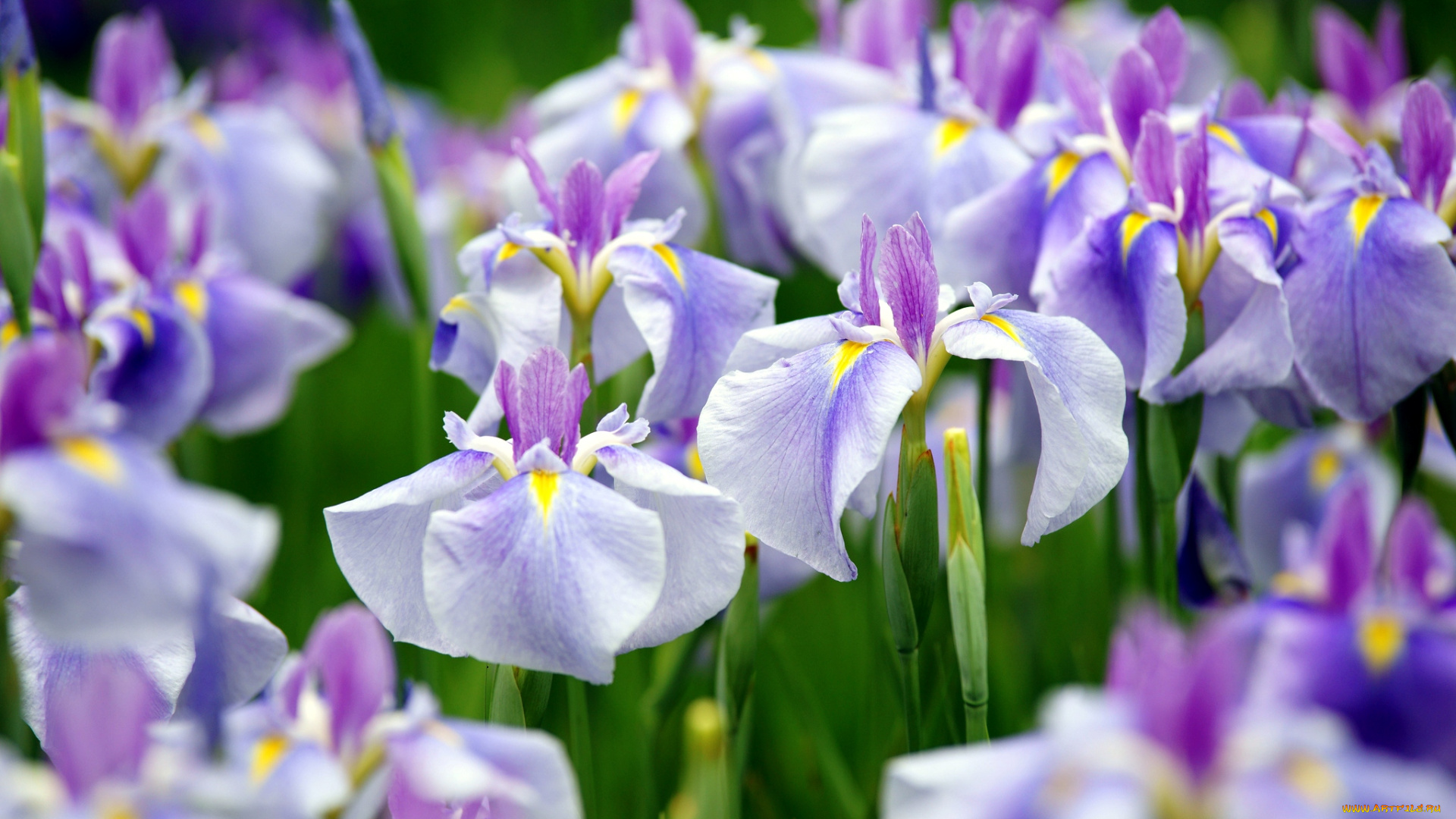 цветы, ирисы, много, сиреневый