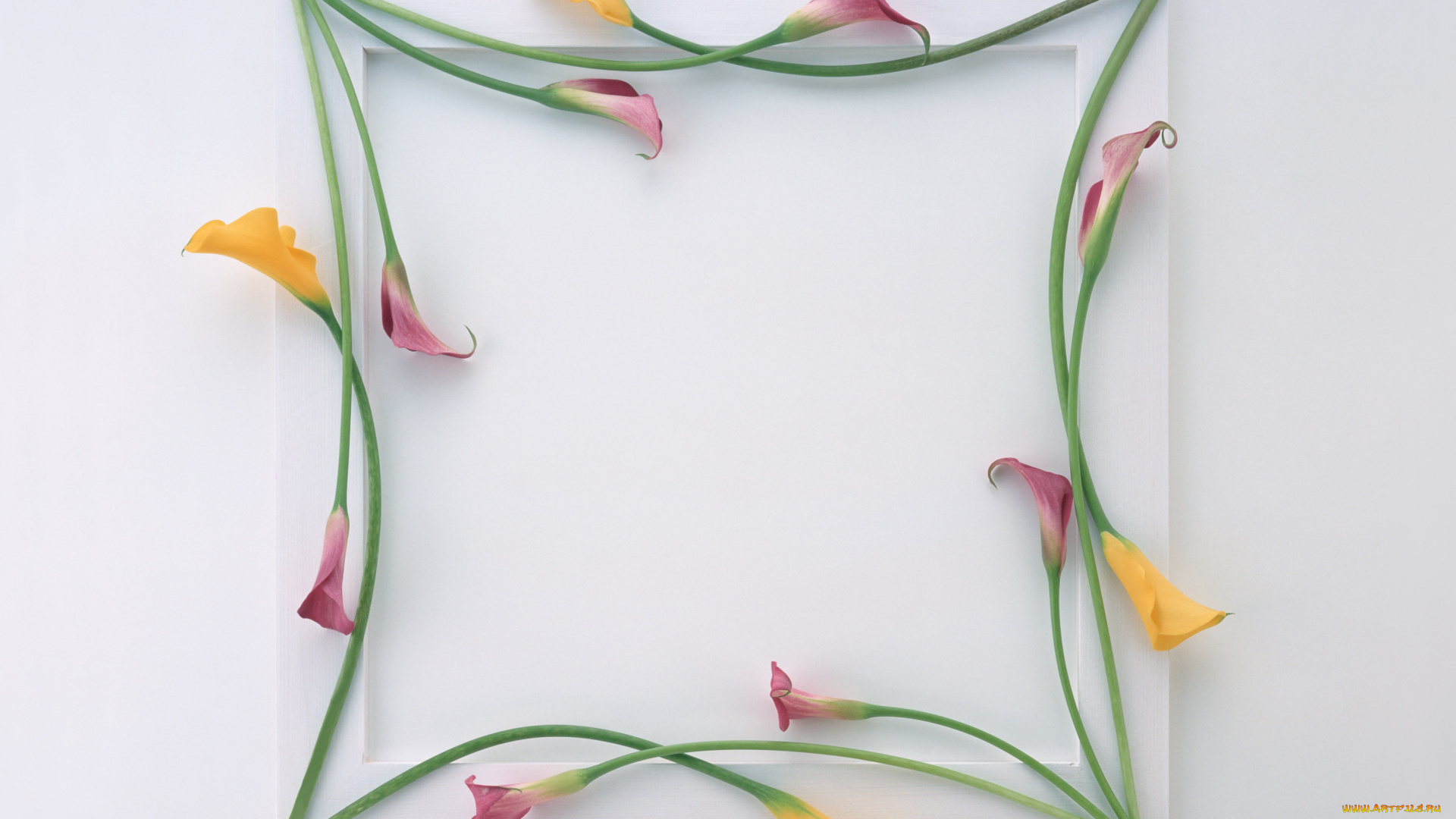 цветы, каллы, цветки