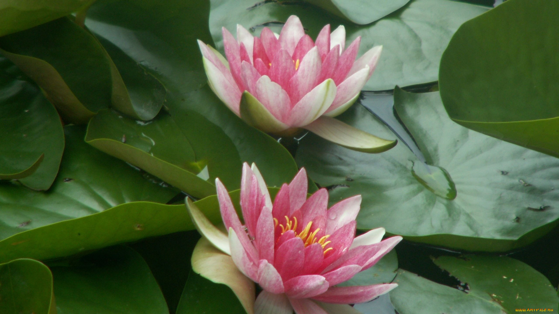 цветы, лилии, водяные, нимфеи, кувшинки, вода, листья