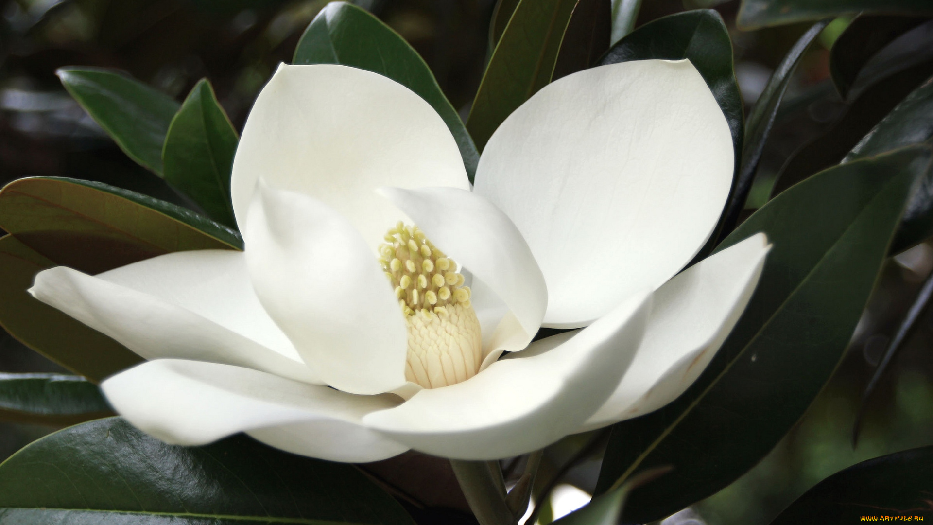 цветы, магнолии, экзотика, белый