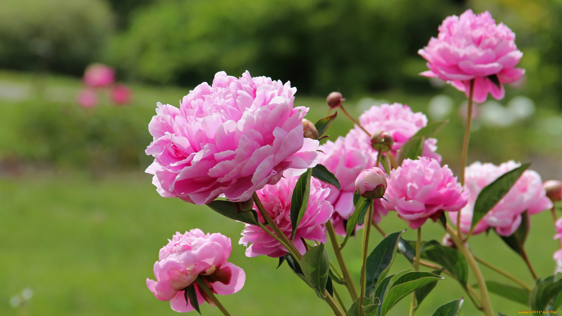 цветы, пионы, куст, розовый, бутоны