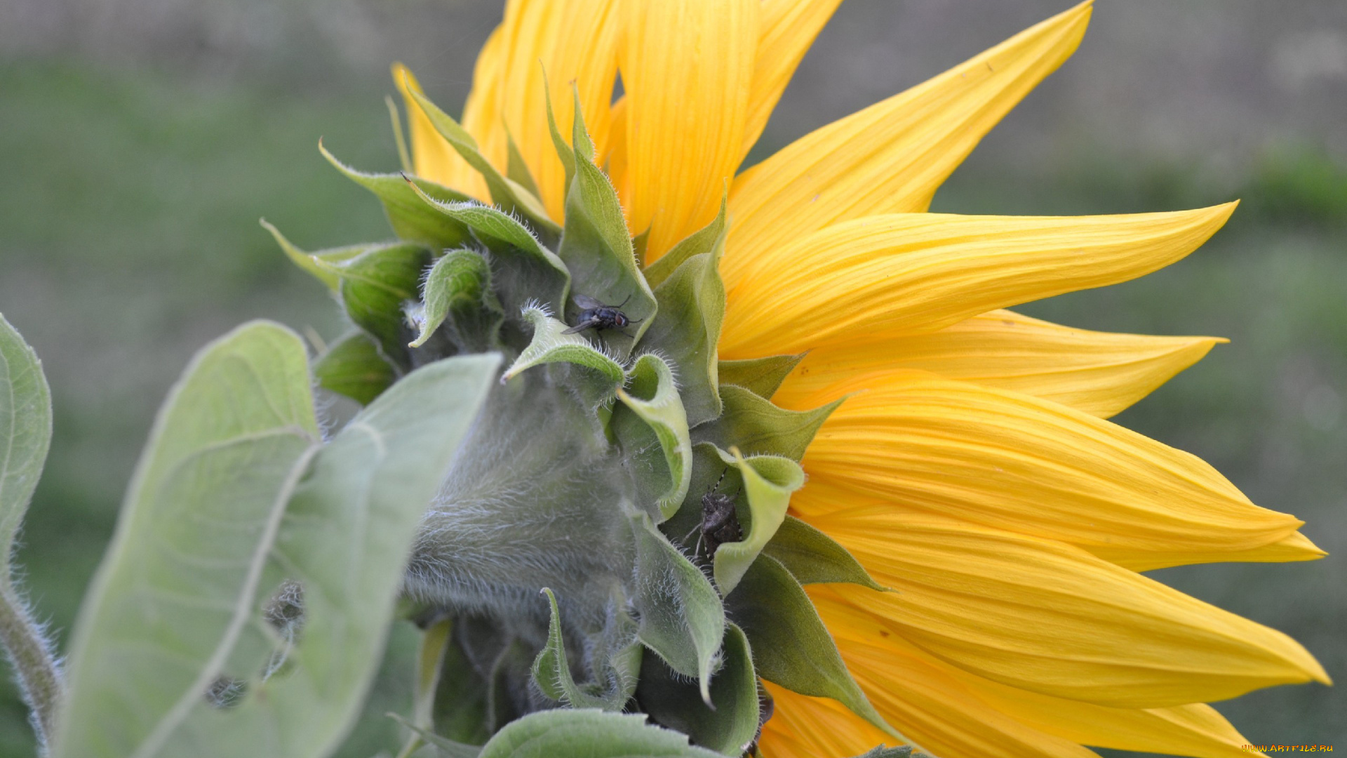 цветы, подсолнухи, желтый