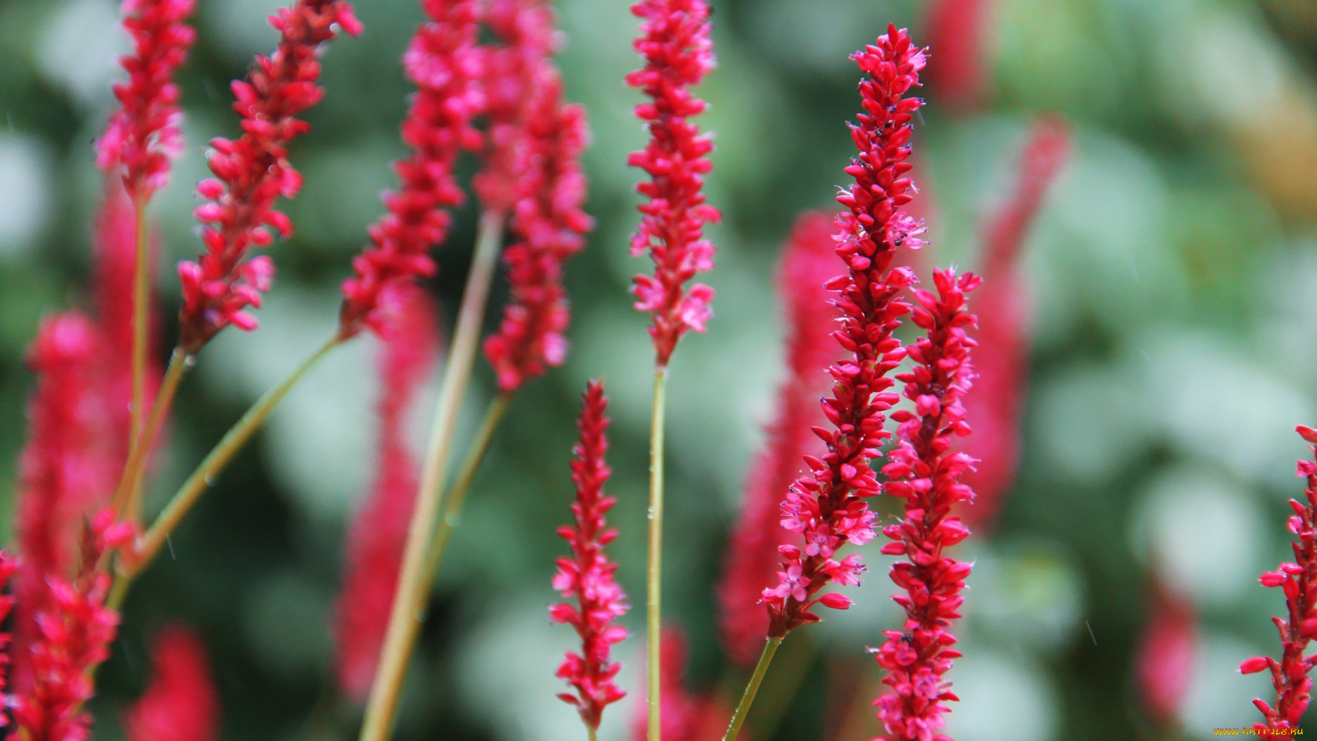 цветы, розовый