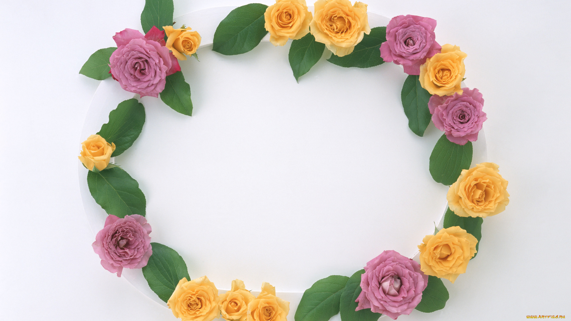 цветы, розы, листья, цветки