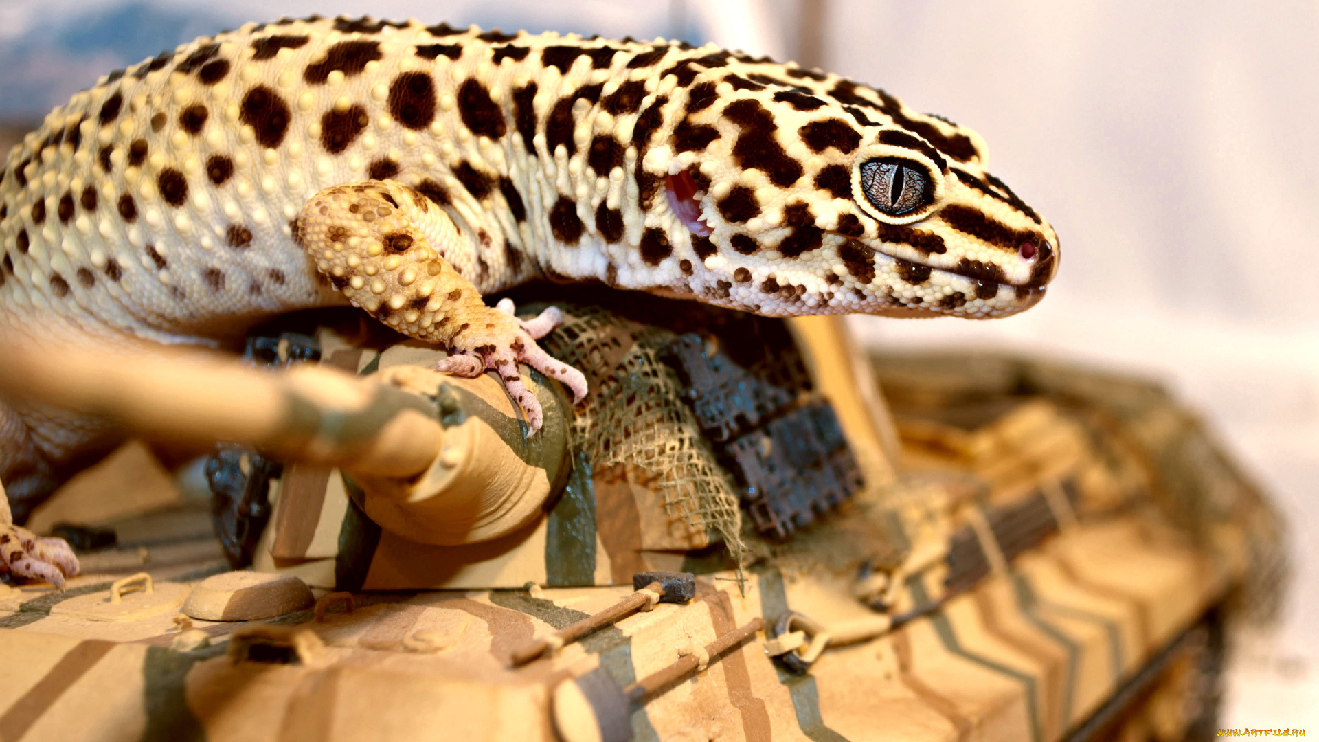 геккон, животные, Ящерицы, игуаны, вараны, ящерка, окрас, глаза